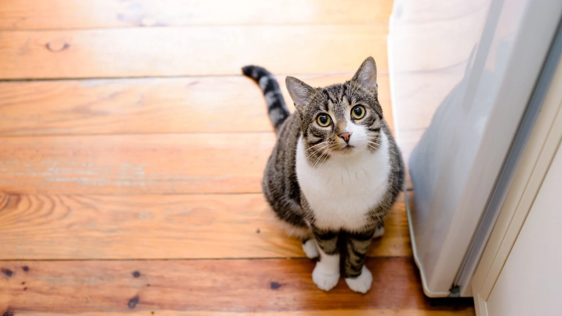 guide complet stop pipi partout chat