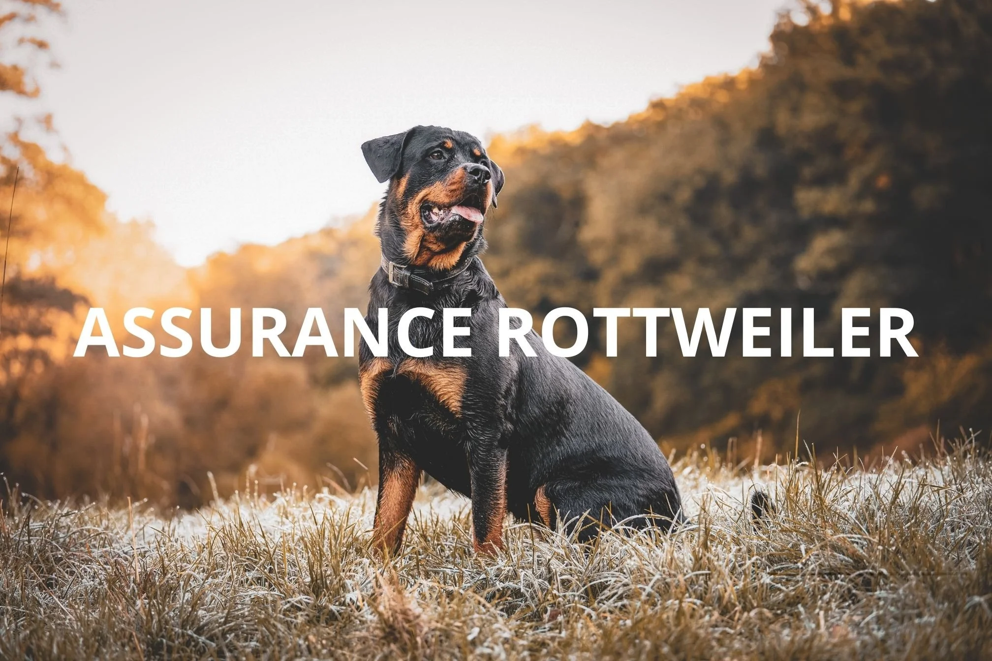assurance rottweiler guide complet