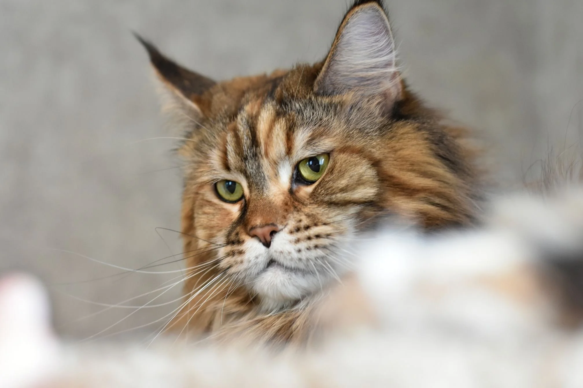 guide pratique nourriture chat