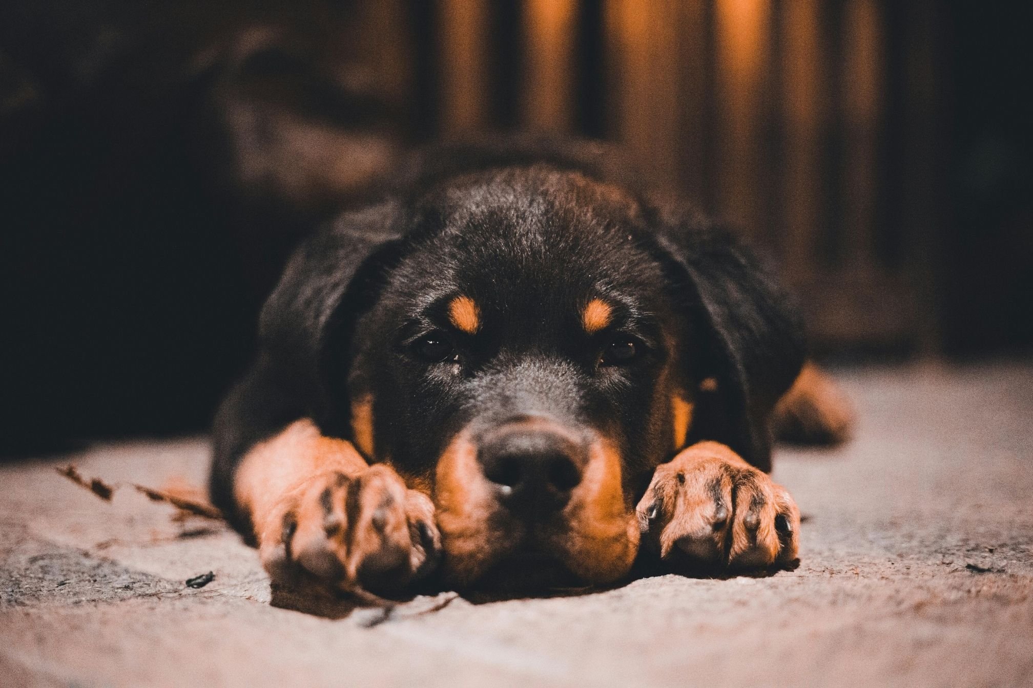 chien rottweiler