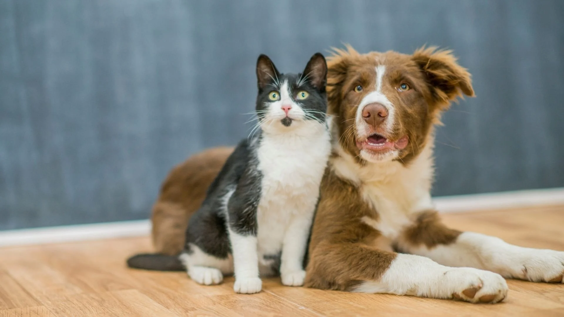 comment présenter chat et chien