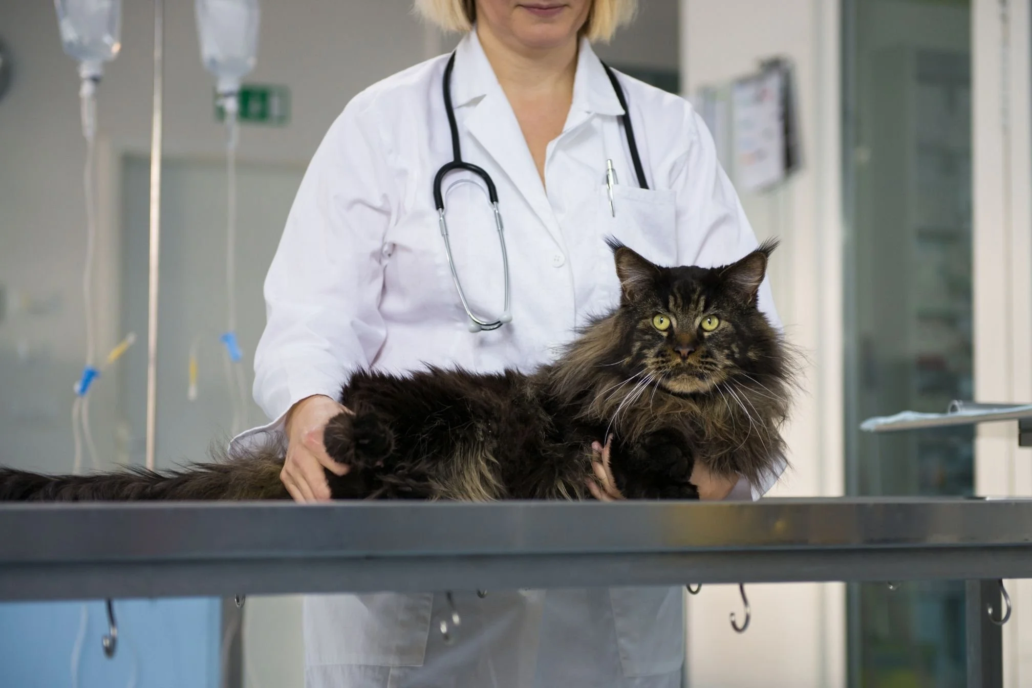 assurance maine coon avis