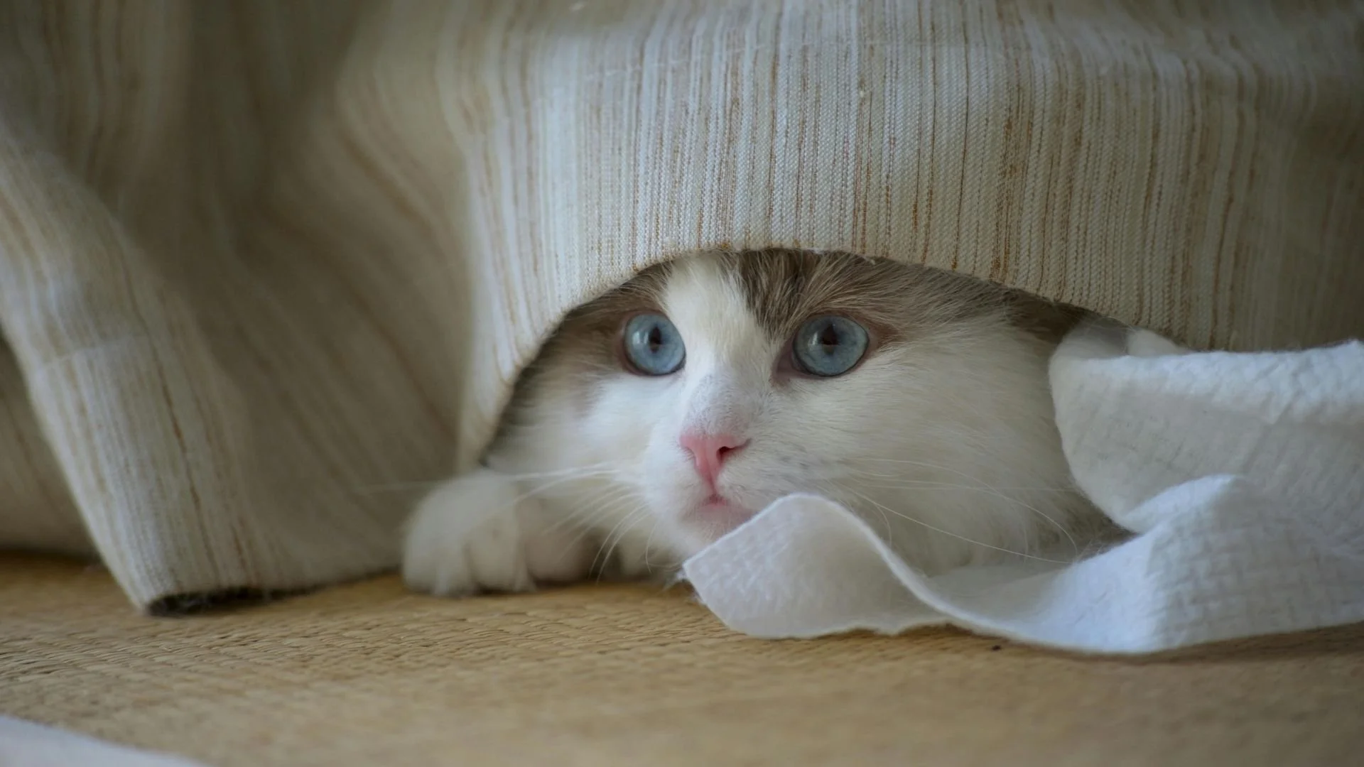 tout savoir sur le ragdoll