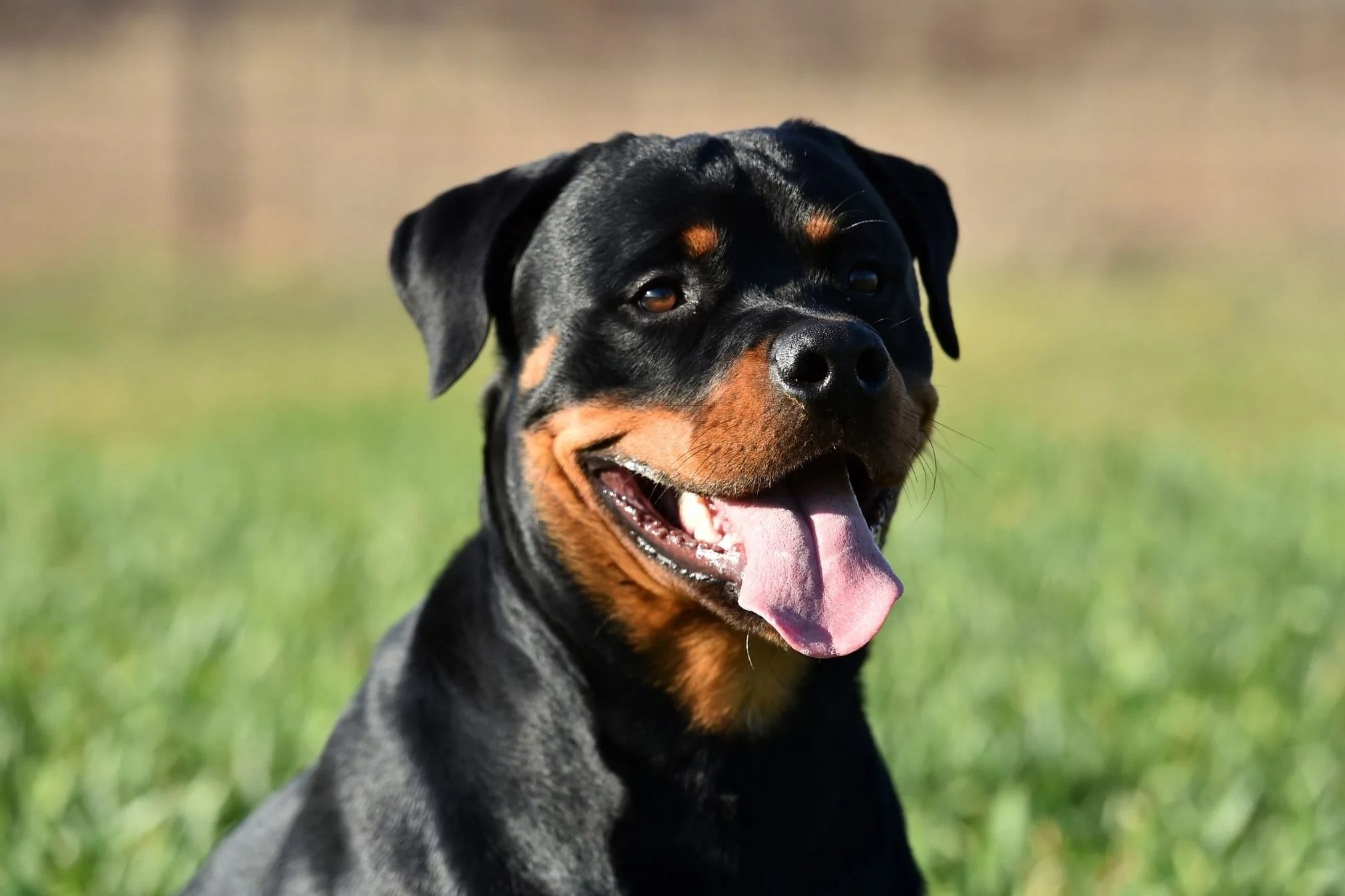rottweiler assurance avis