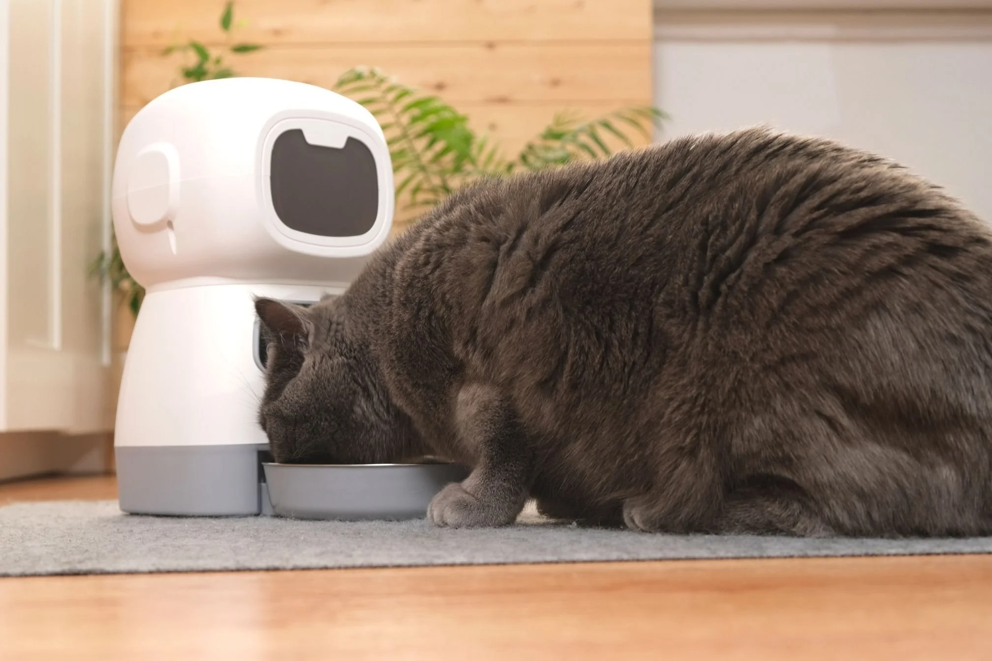 Meilleur Distributeur Automatique de Croquettes pour Chat 2026: Comparatif et Avis d'Expert