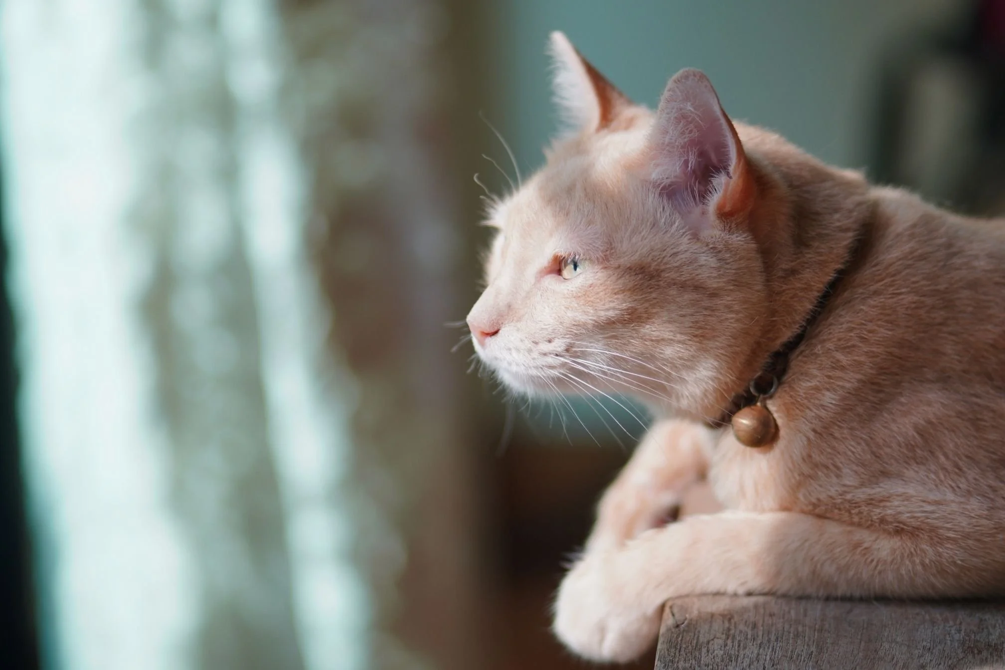 chat seul appartement