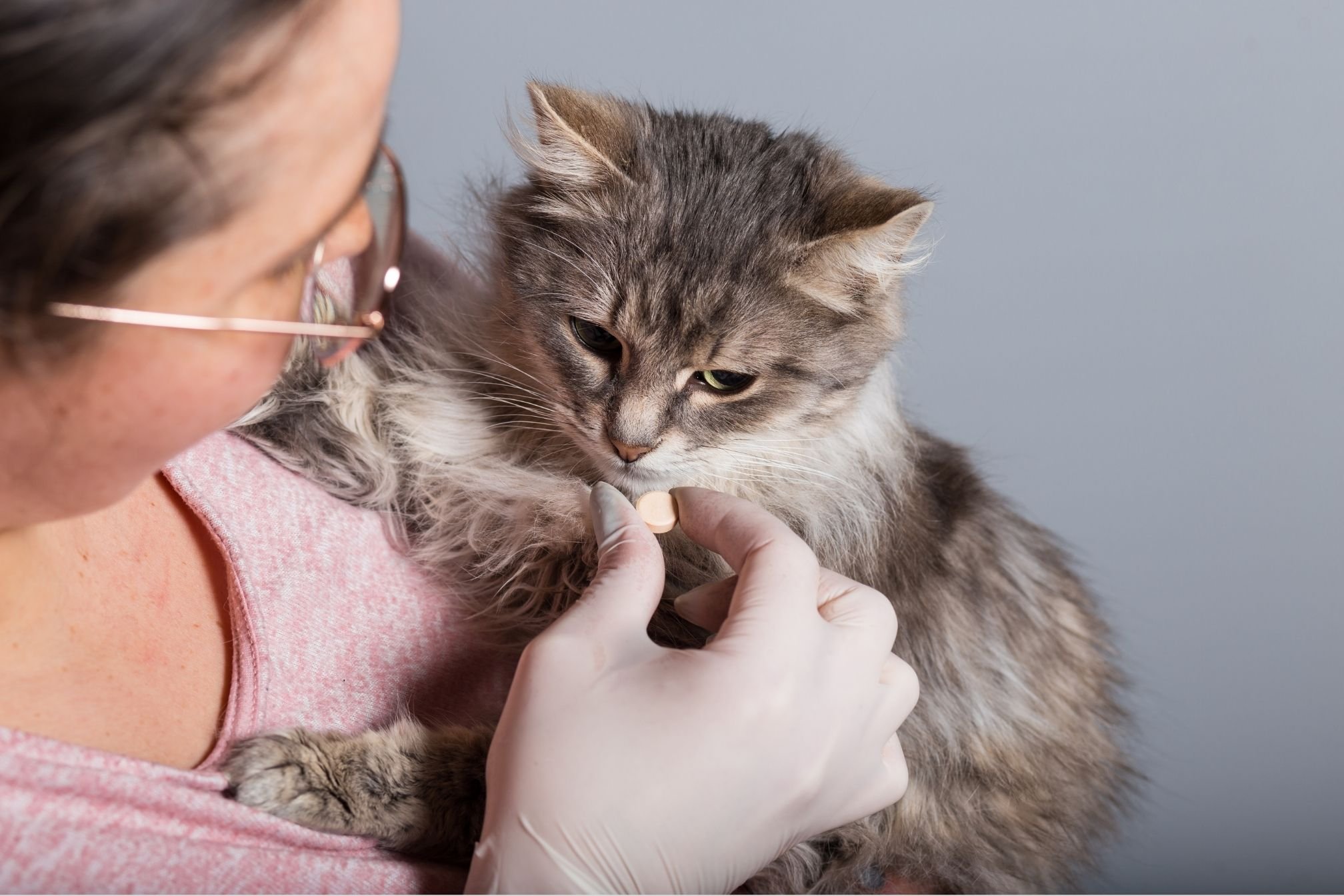 Quand vermifuger son chat : calendrier complet et conseils d'experte 🐱