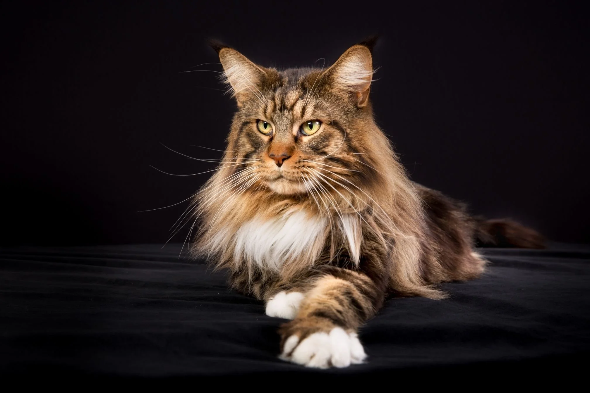 chat maine coon