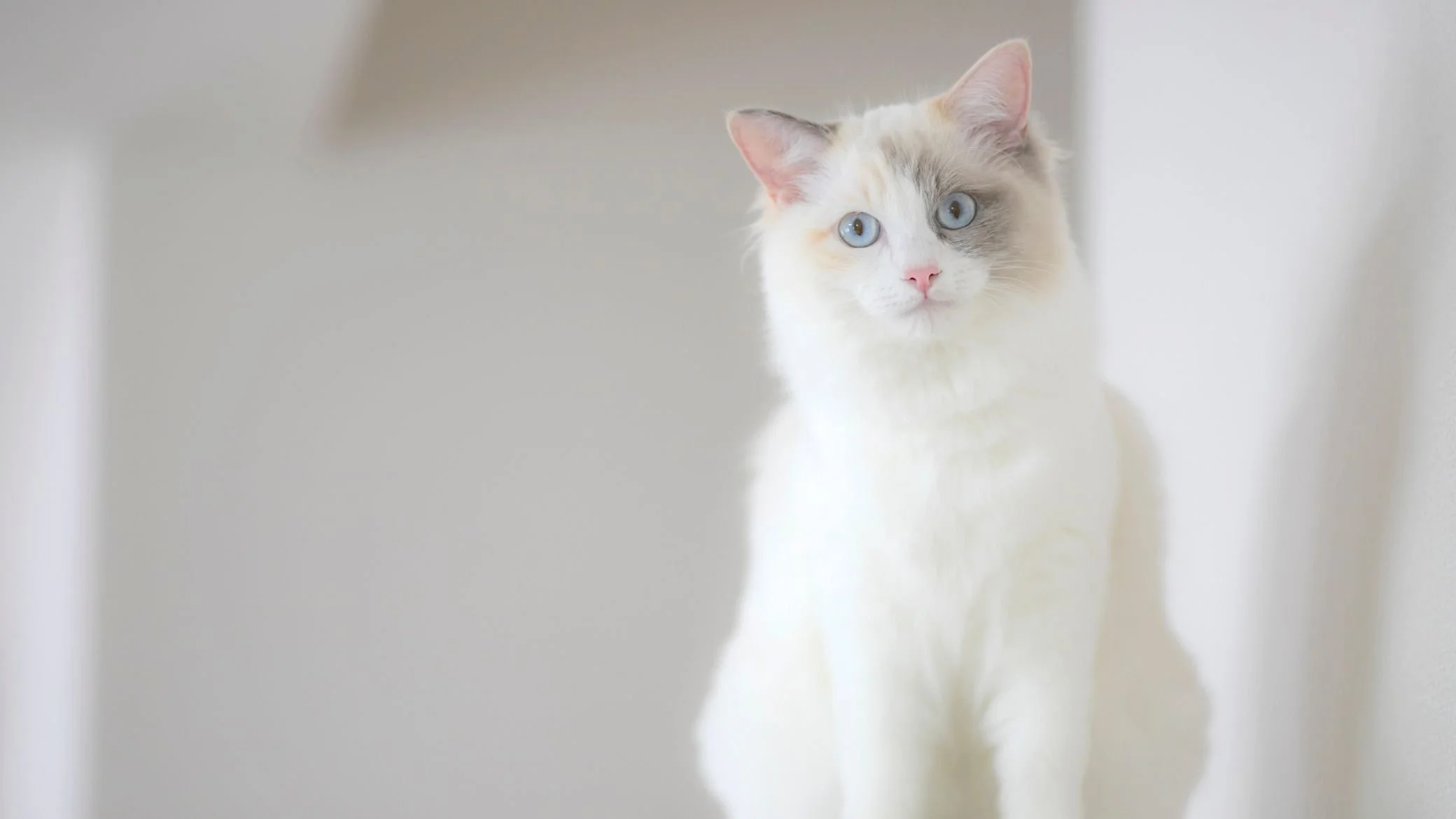 guide des chats ragdoll santé