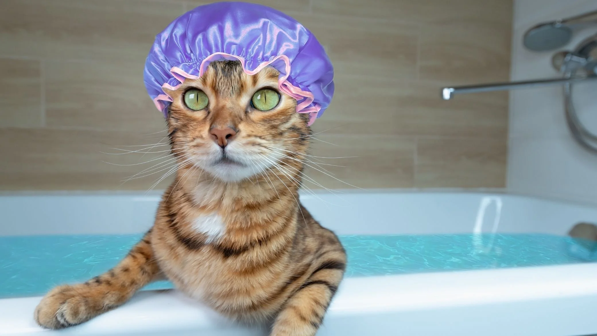 laver chat sans shampoing