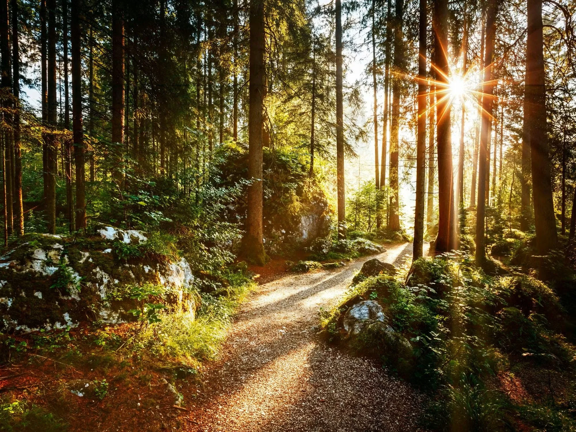 Sonnendurchfluteter Waldweg als Symbol für den natürlichen Weg zu Balance, Shiatsu und ThetaHealing bei Sabrina Roesch in Zürich.