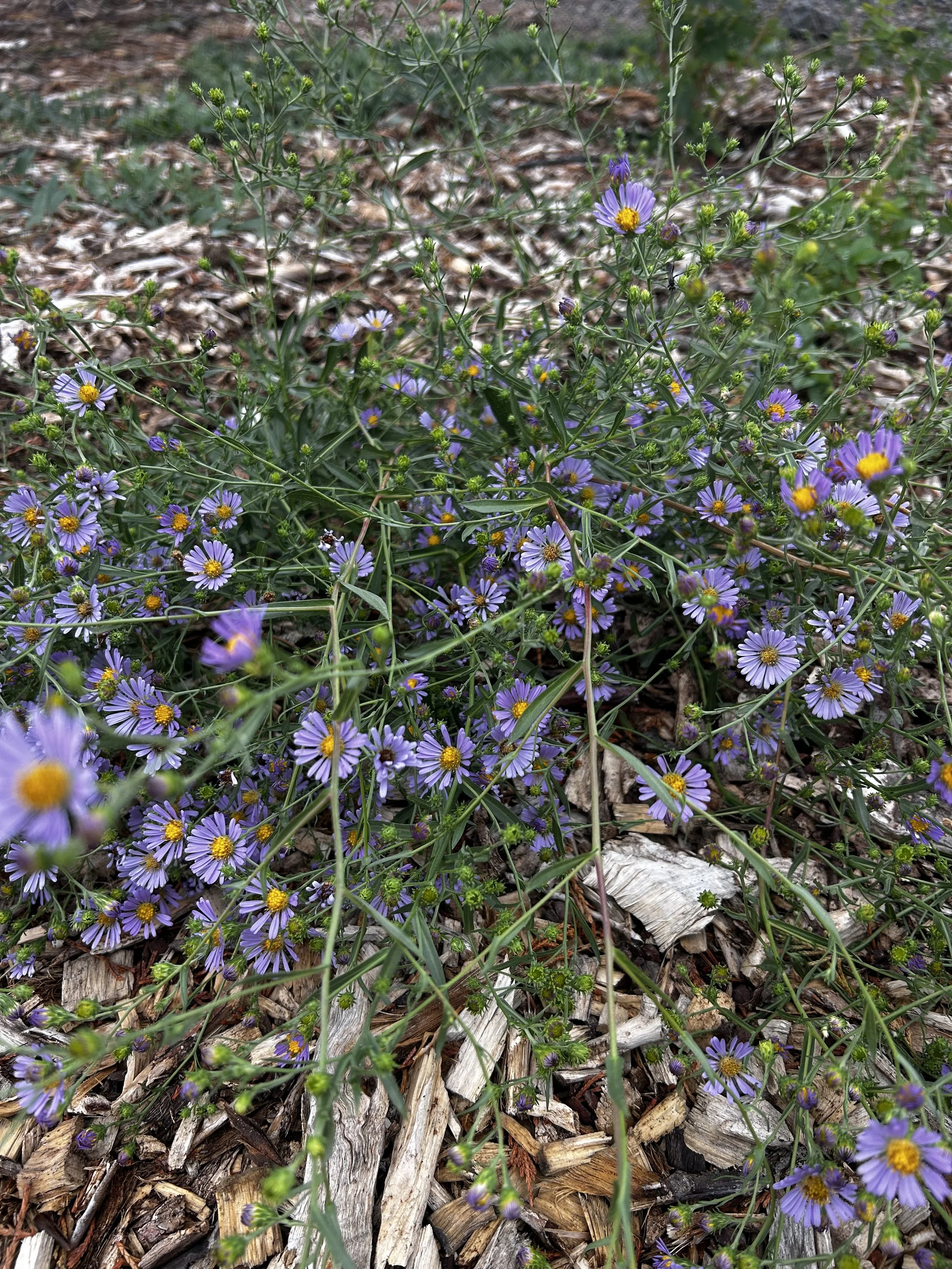 IMG_2917.jpeg