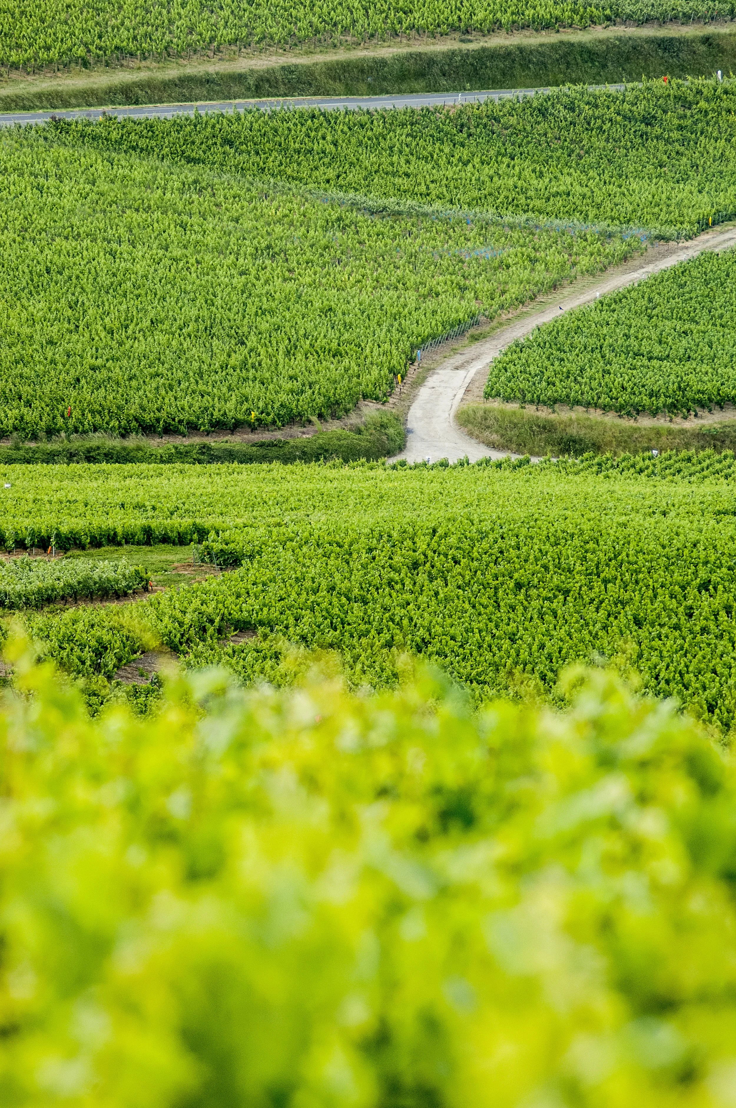 20110527-MKB_0196_1459-ilovechampagne.fr-vue-vignoble.jpg