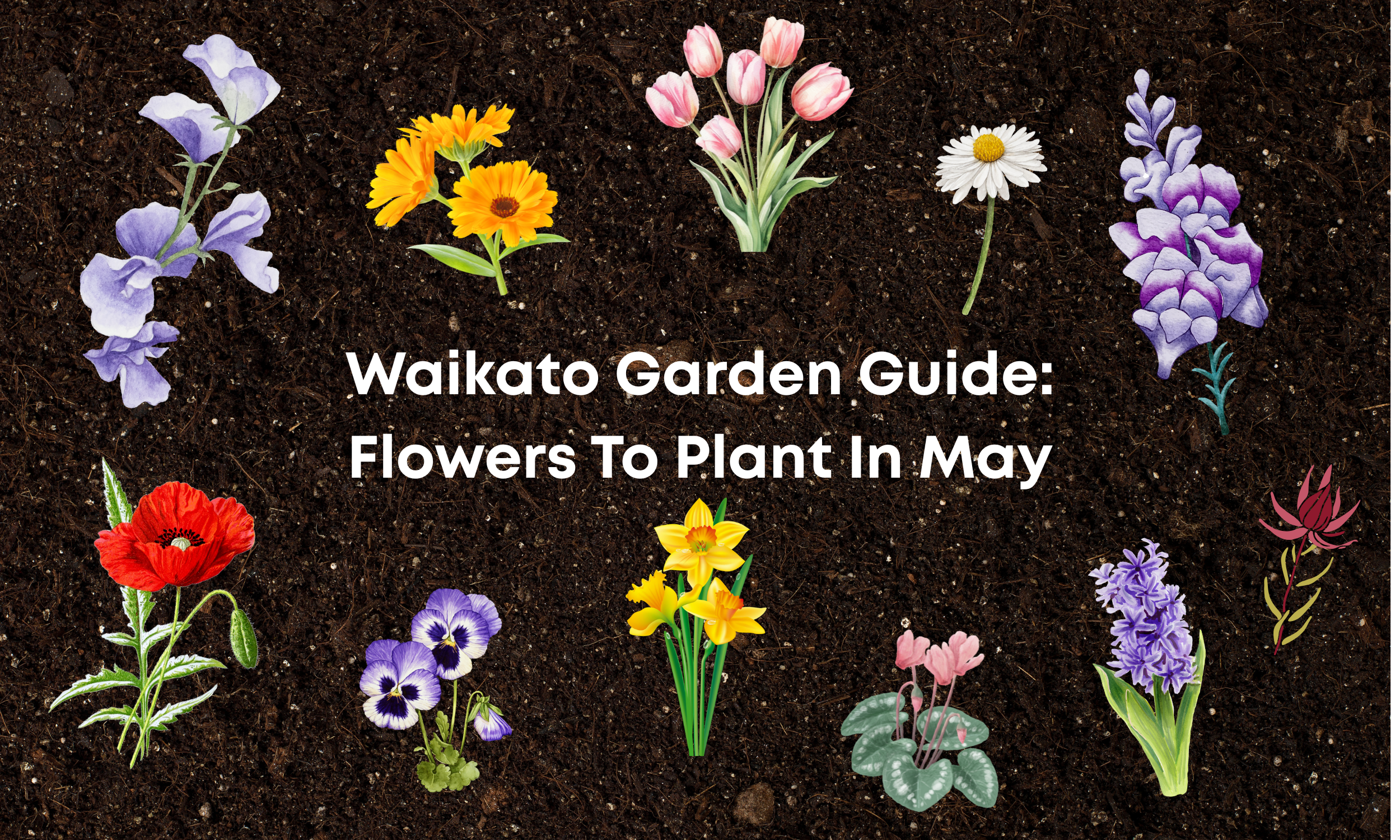 Waikato Garden Guide: Flowers To Plant In May