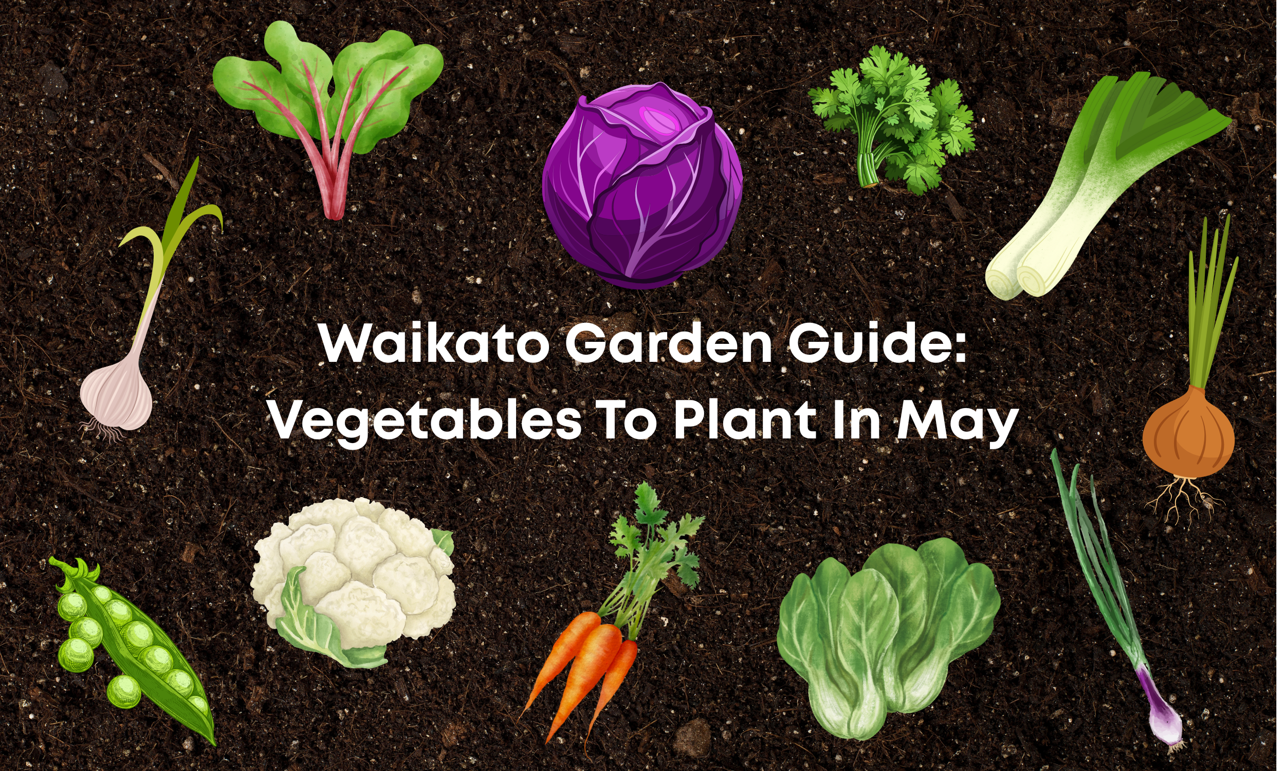 Waikato Garden Guide: Vegetables To Plant In May