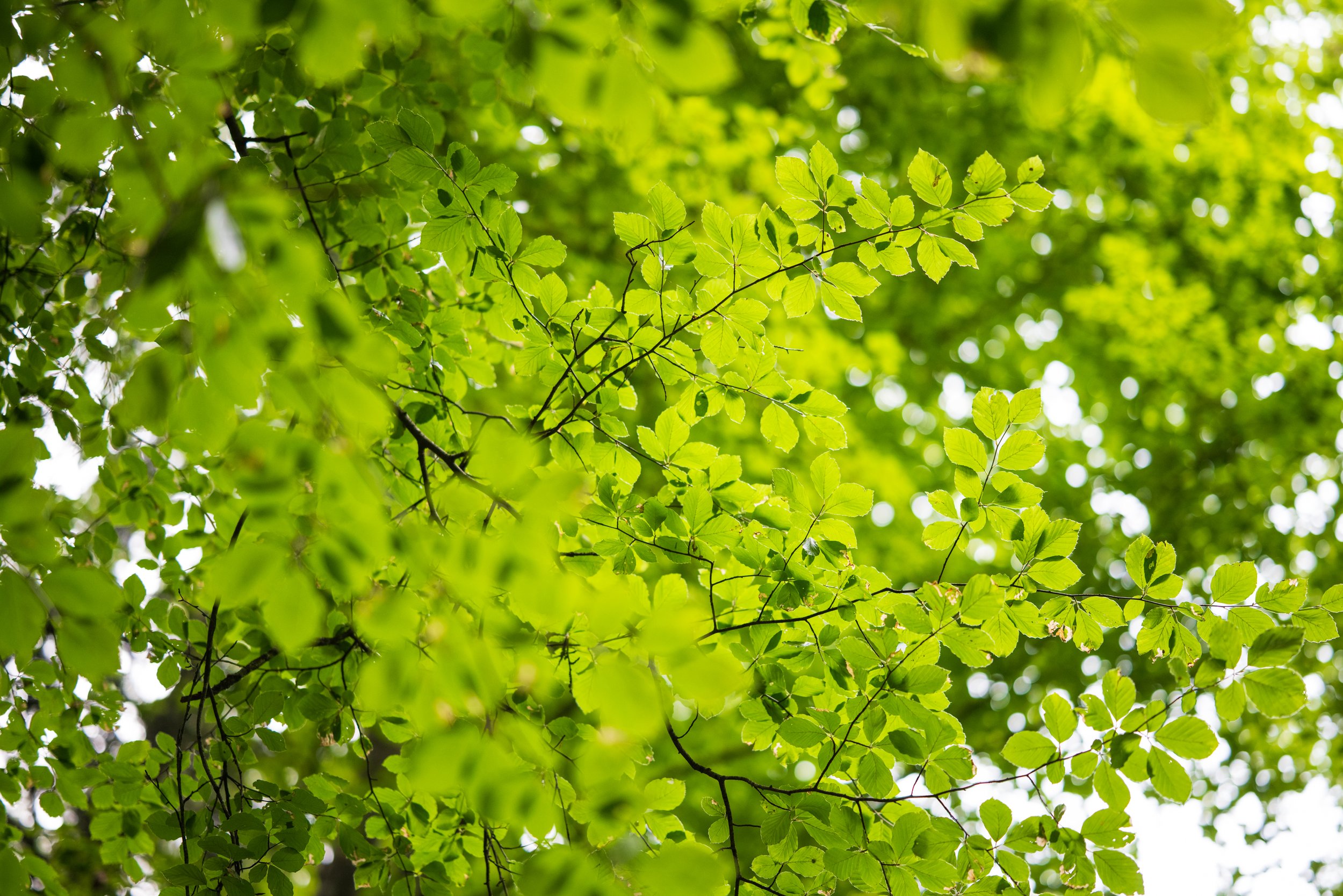_DSC8344.jpg