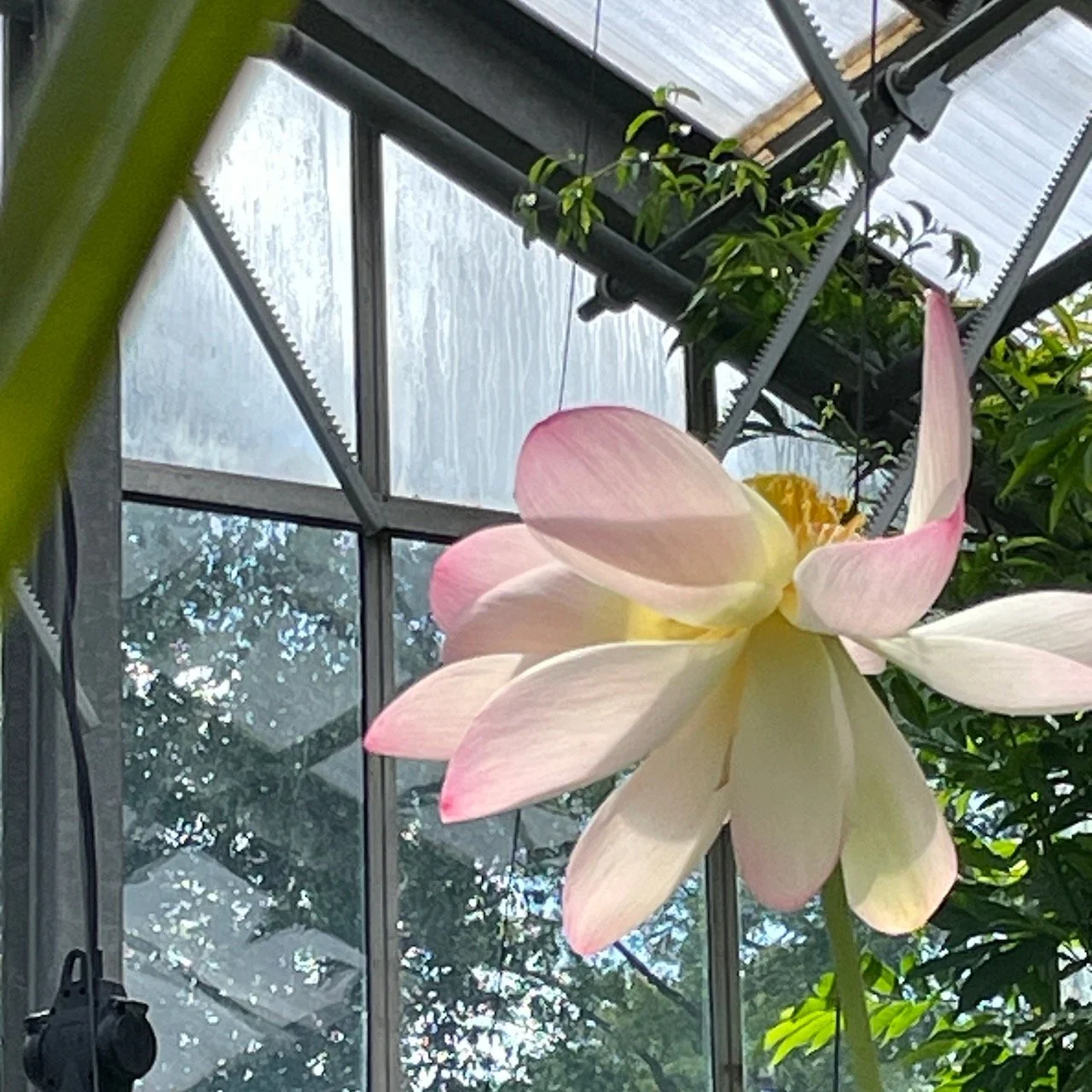 Lotusblüte im Gewächshaus