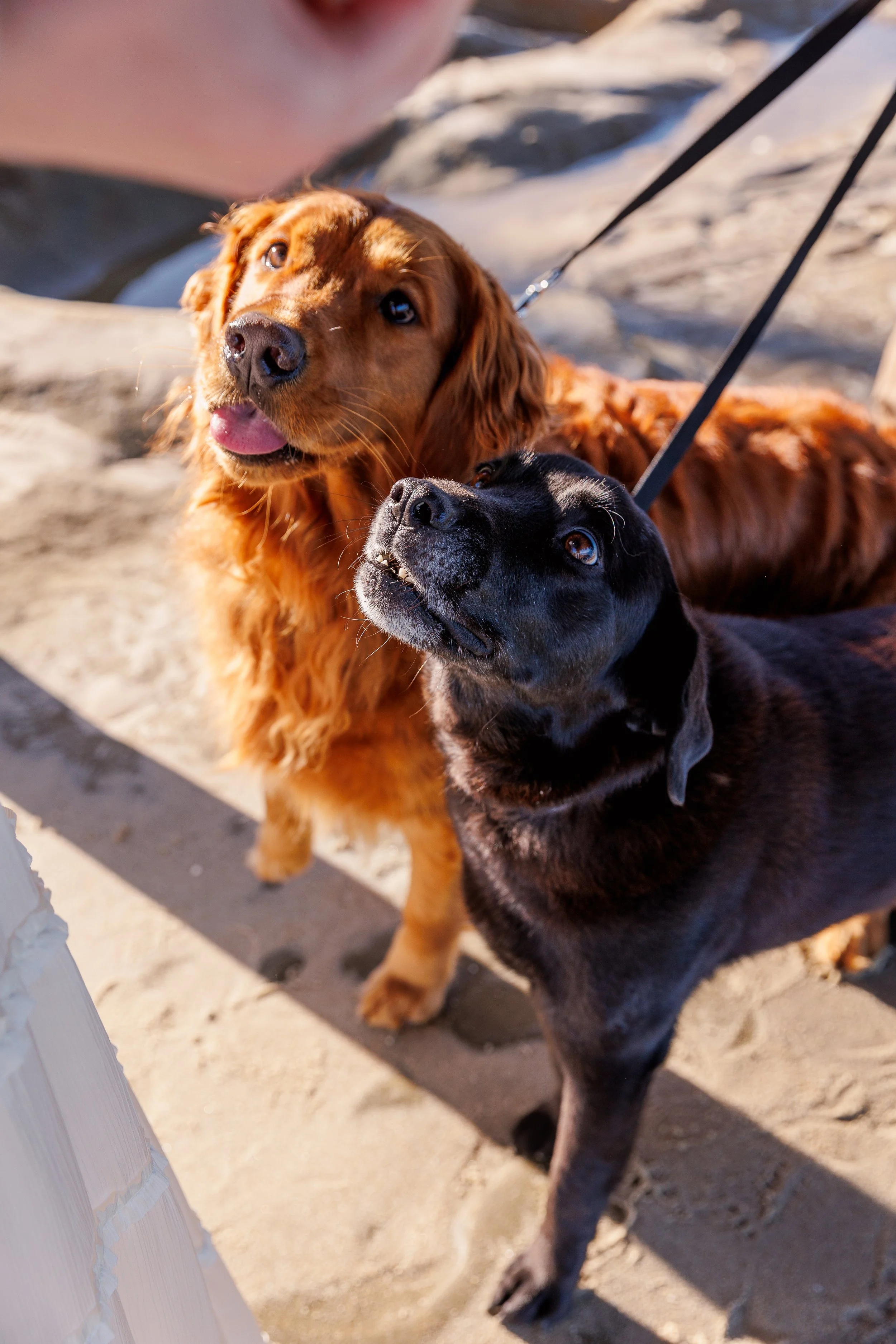 la-jolla-engagements-157.jpg