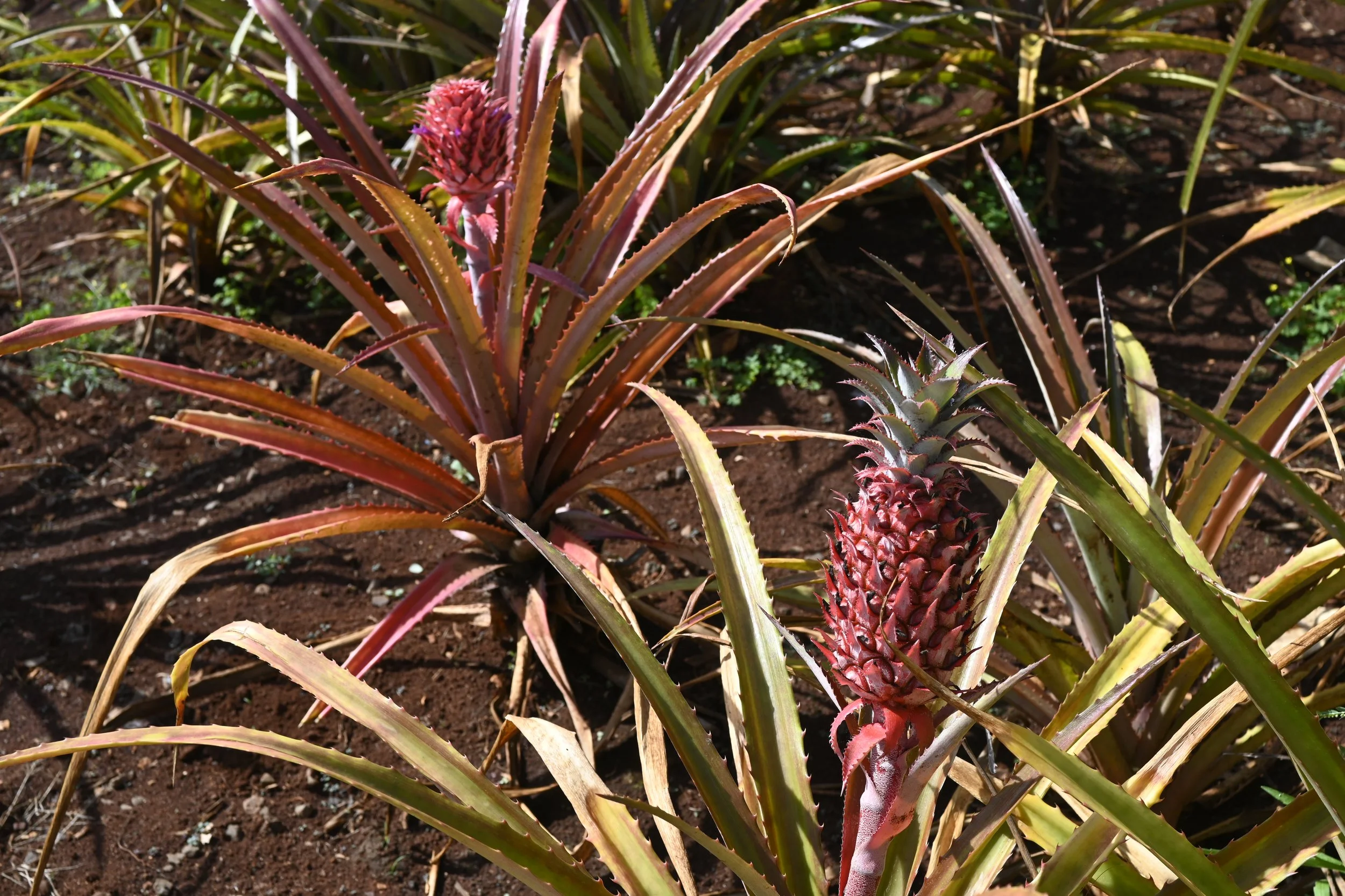 Oahu, Hawaii -  (20).JPG