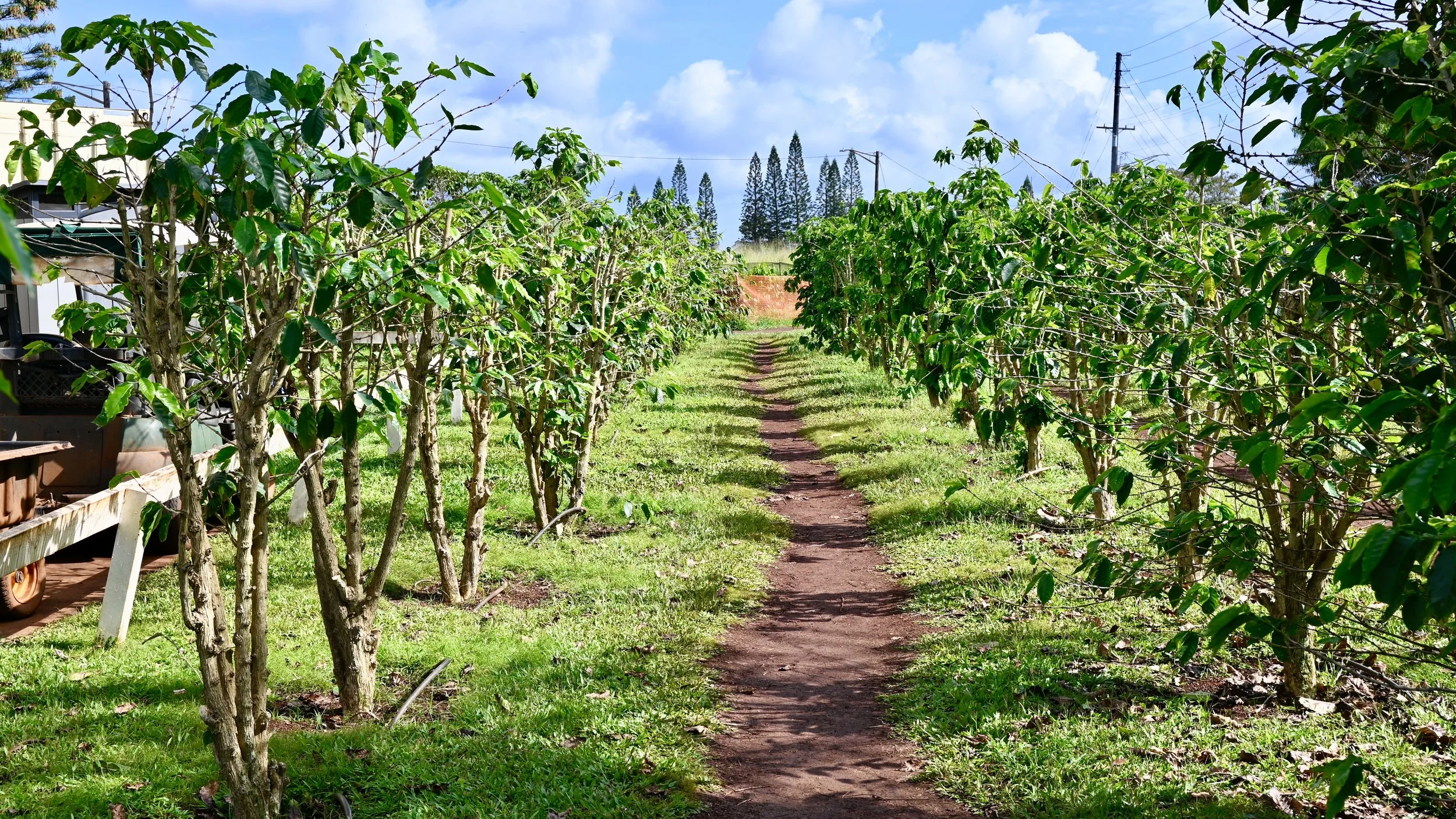 Oahu, Hawaii -  (17).JPG