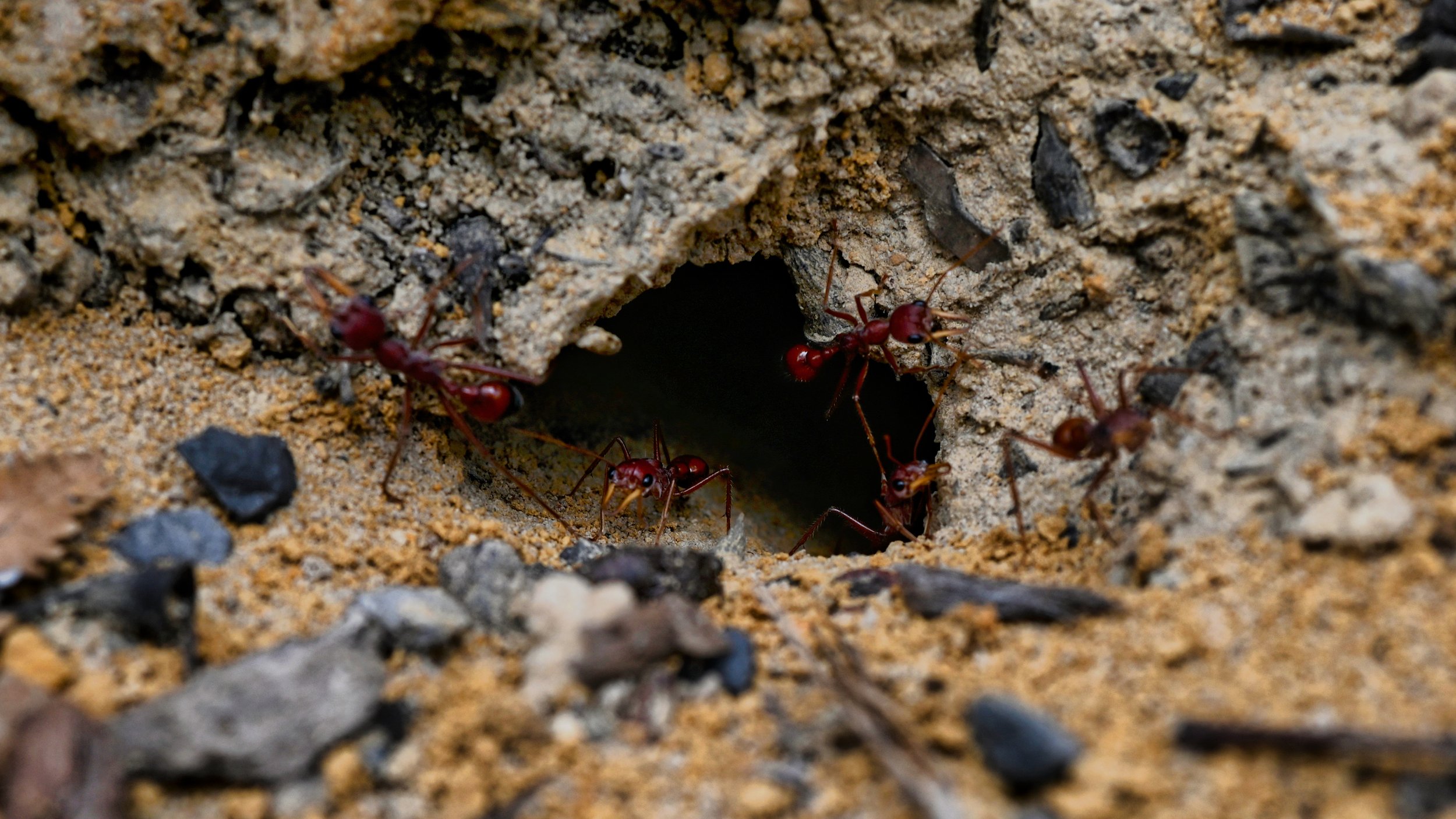 Close-up of ants entering and exiting a small hole in the ground surrounded by sand and small rocks.