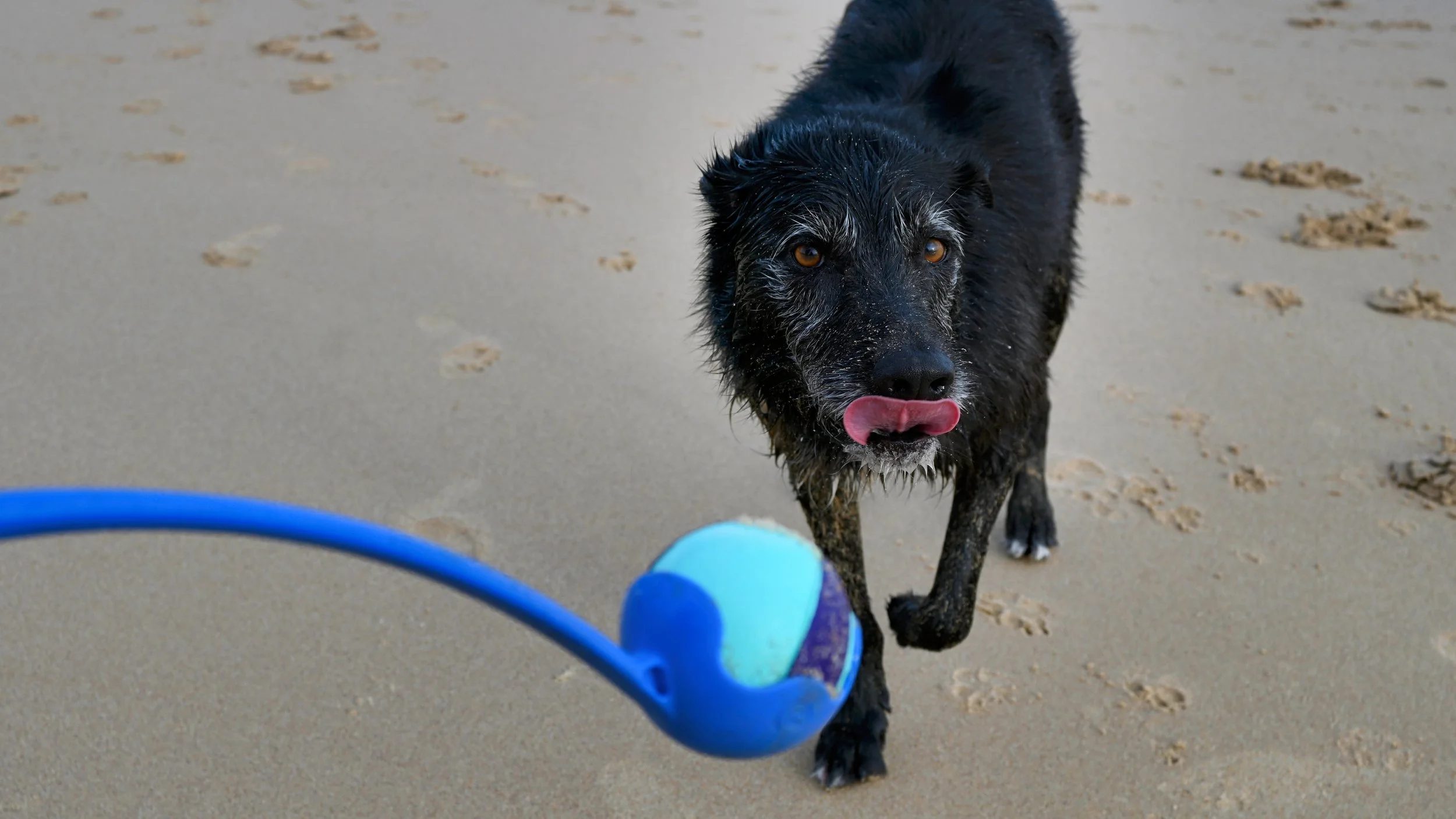 A black dog with wet fur and brown eyes on a sandy beach, licking its nose, approaching a blue ball with a white and purple stripe on a blue stick