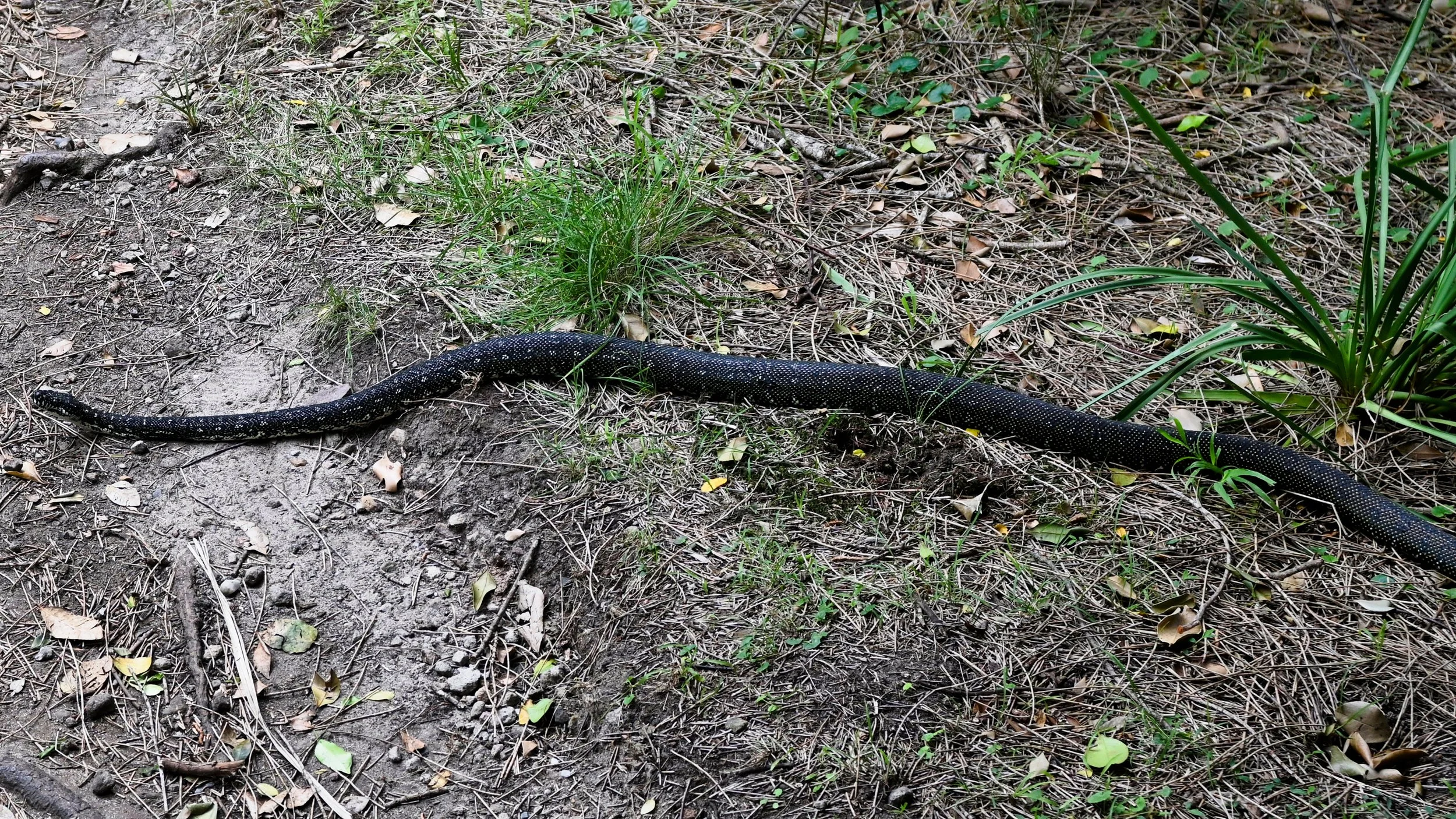 A black snake with white spots on the ground among grass, leaves, and dirt.
