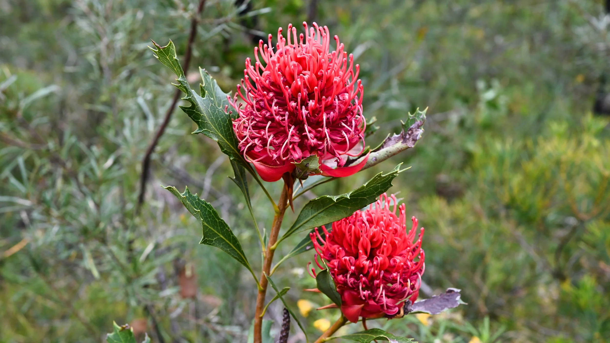 Two vibrant pink spider flowers (Grevillea) on a branch with green, spiny leaves, set against a blurred natural green background.