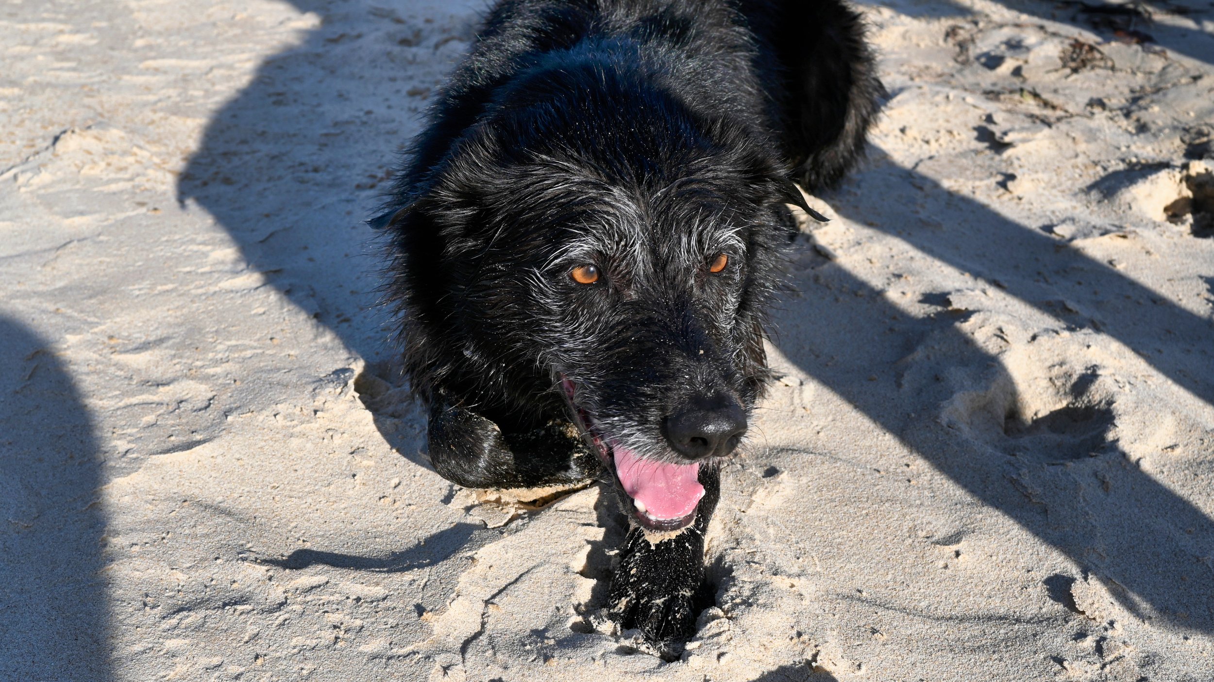 A black dog with tan eyes running on sandy beach with sand on its face and paw