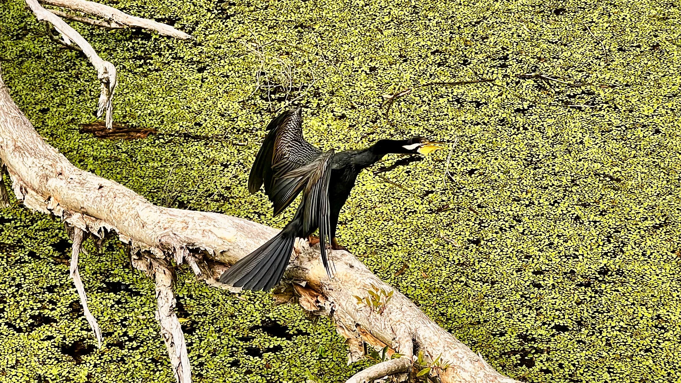 Australia-Dart Bird.JPG