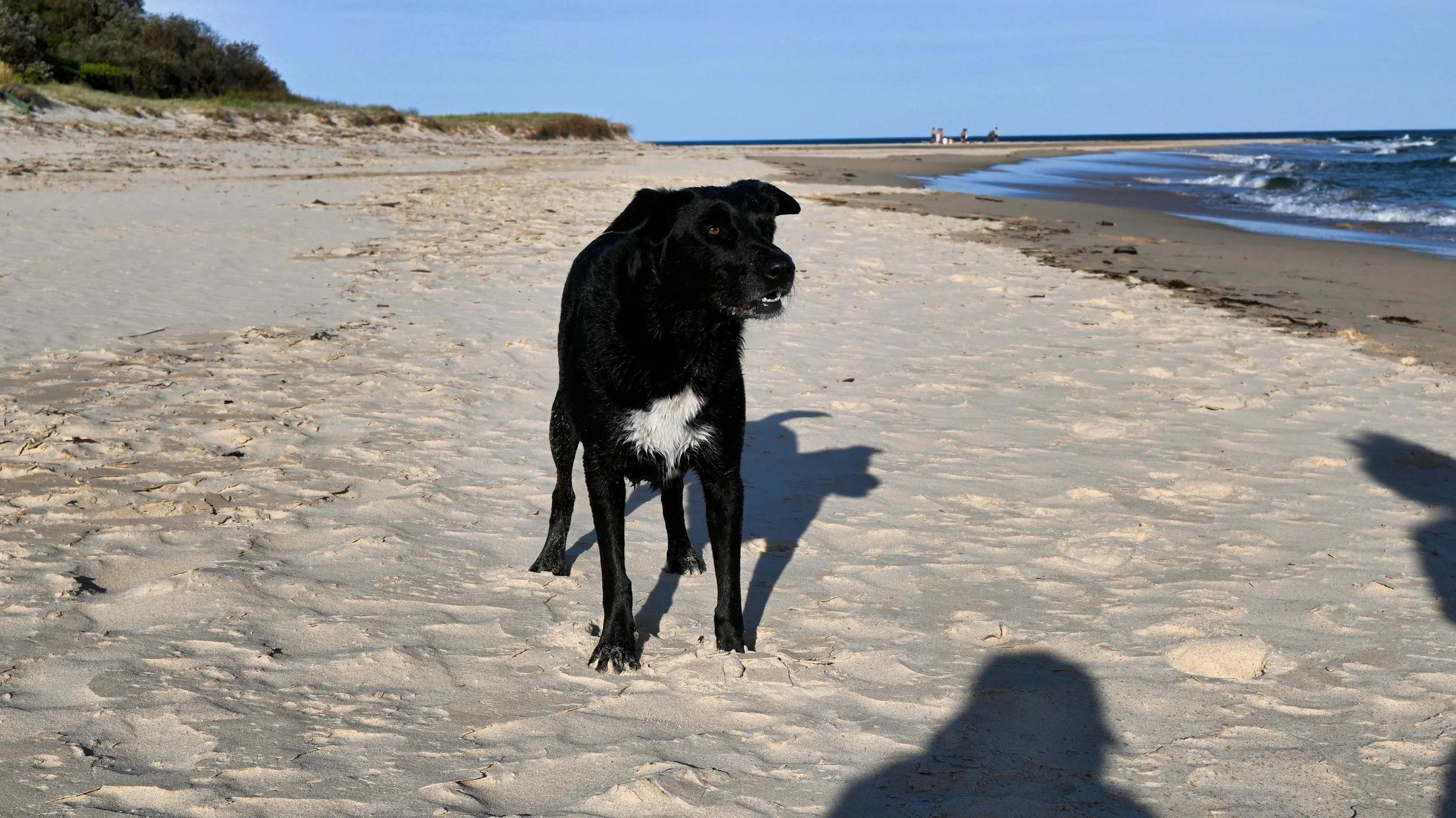 A black dog with a white chest standing on the sandy beach near the shoreline, with waves in the background and a clear blue sky above.