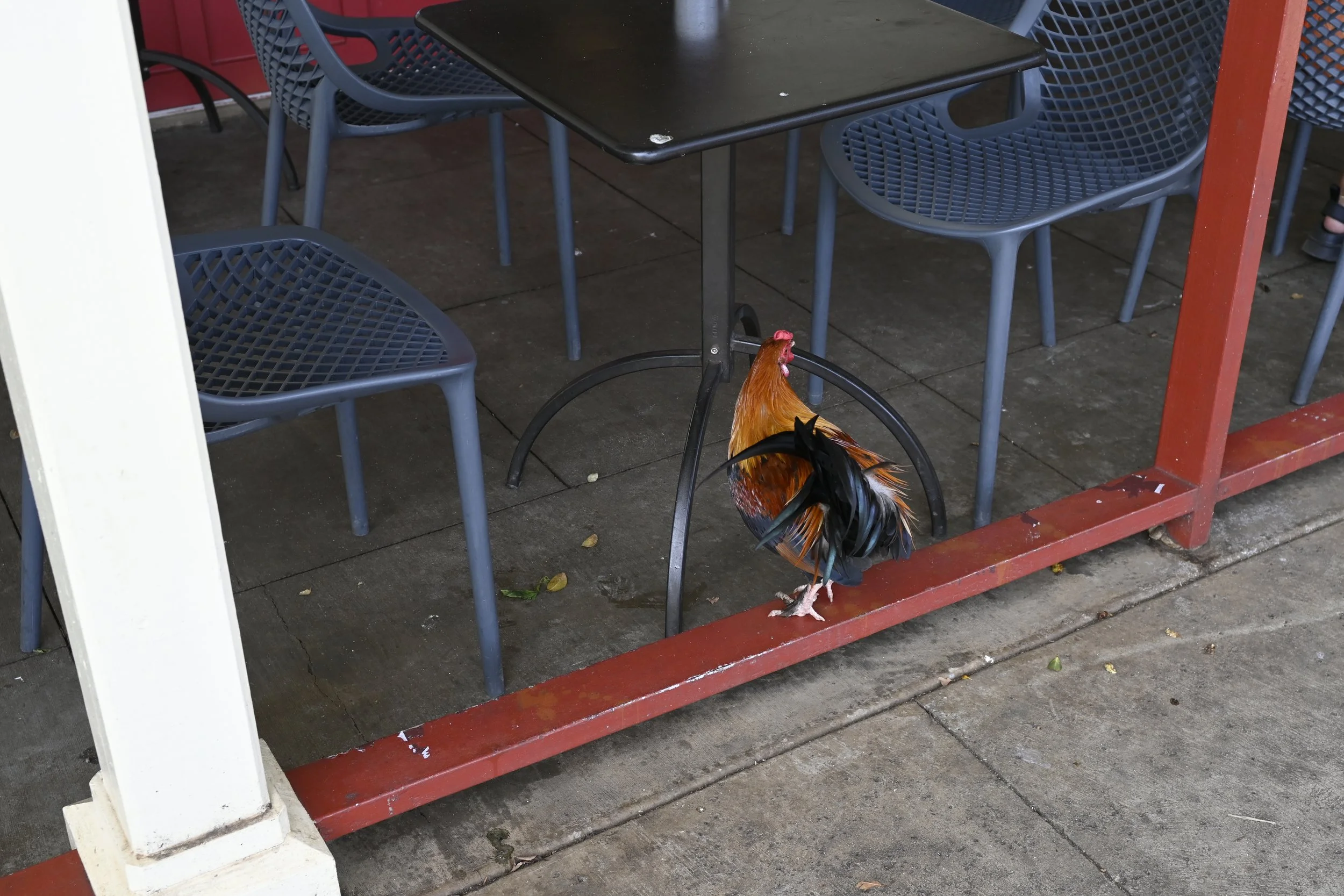 Oahu, Hawaii -  (28).JPG