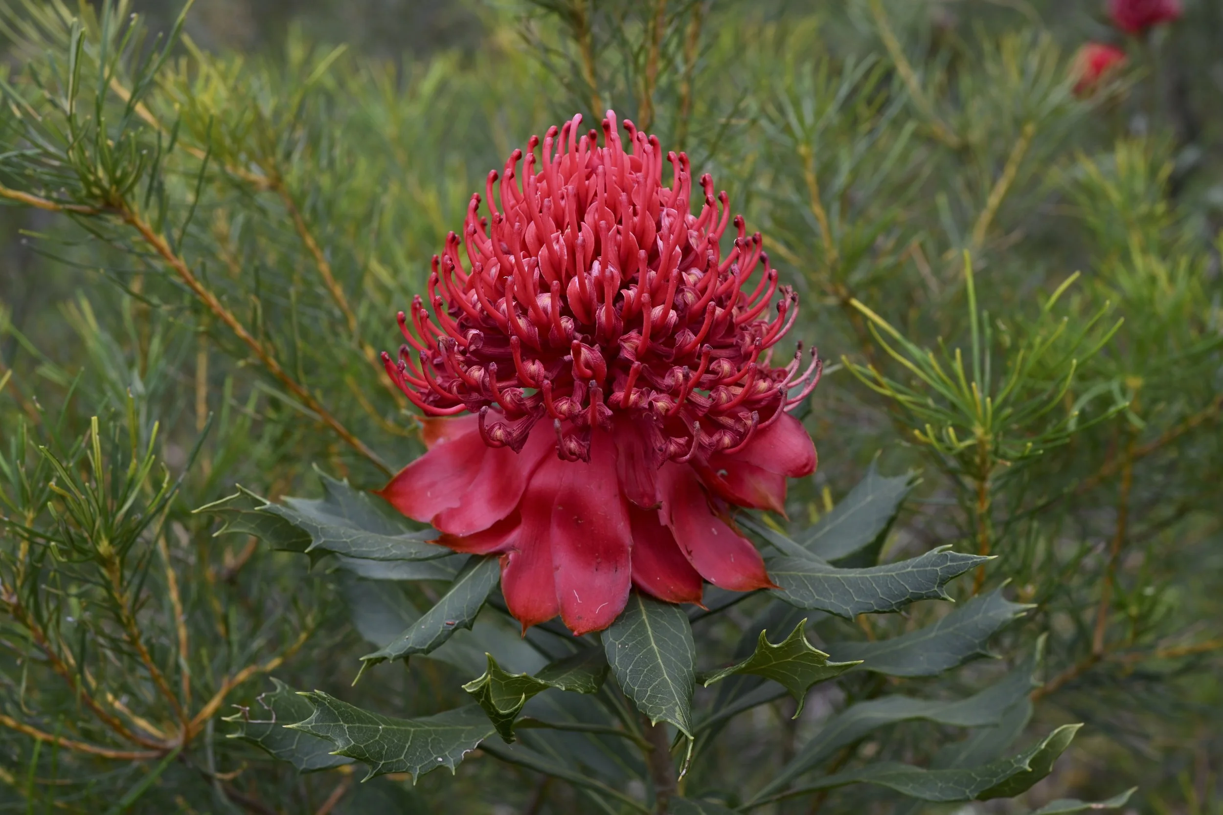 A red tropical flower with elongated petals and a rounded cluster of thin, curved filaments, surrounded by green leaves and pine needle-like foliage.