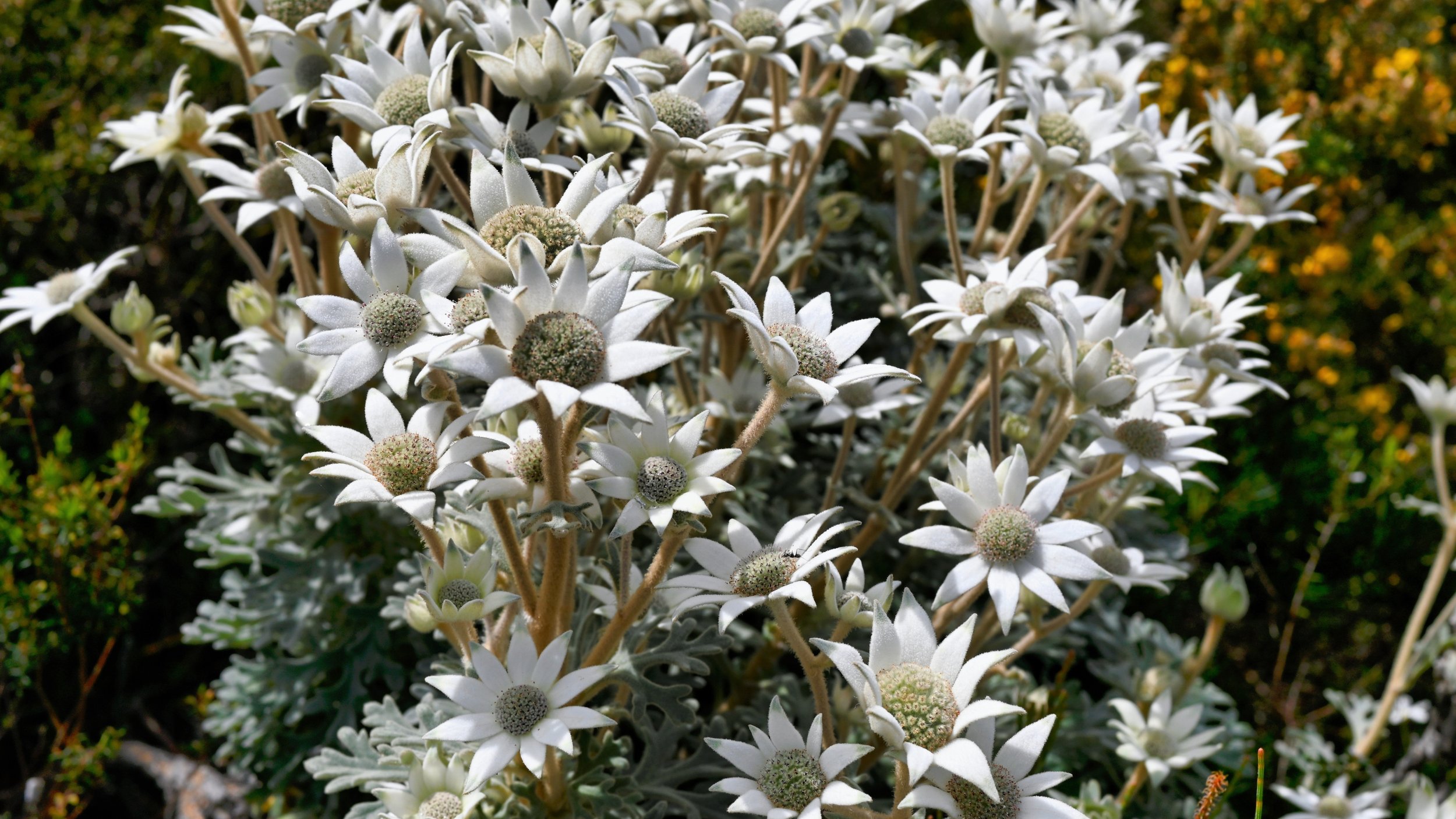 Close-up of a cluster of white flowers with rounded green centers, set against a blurred background of greenery and yellow flowers.