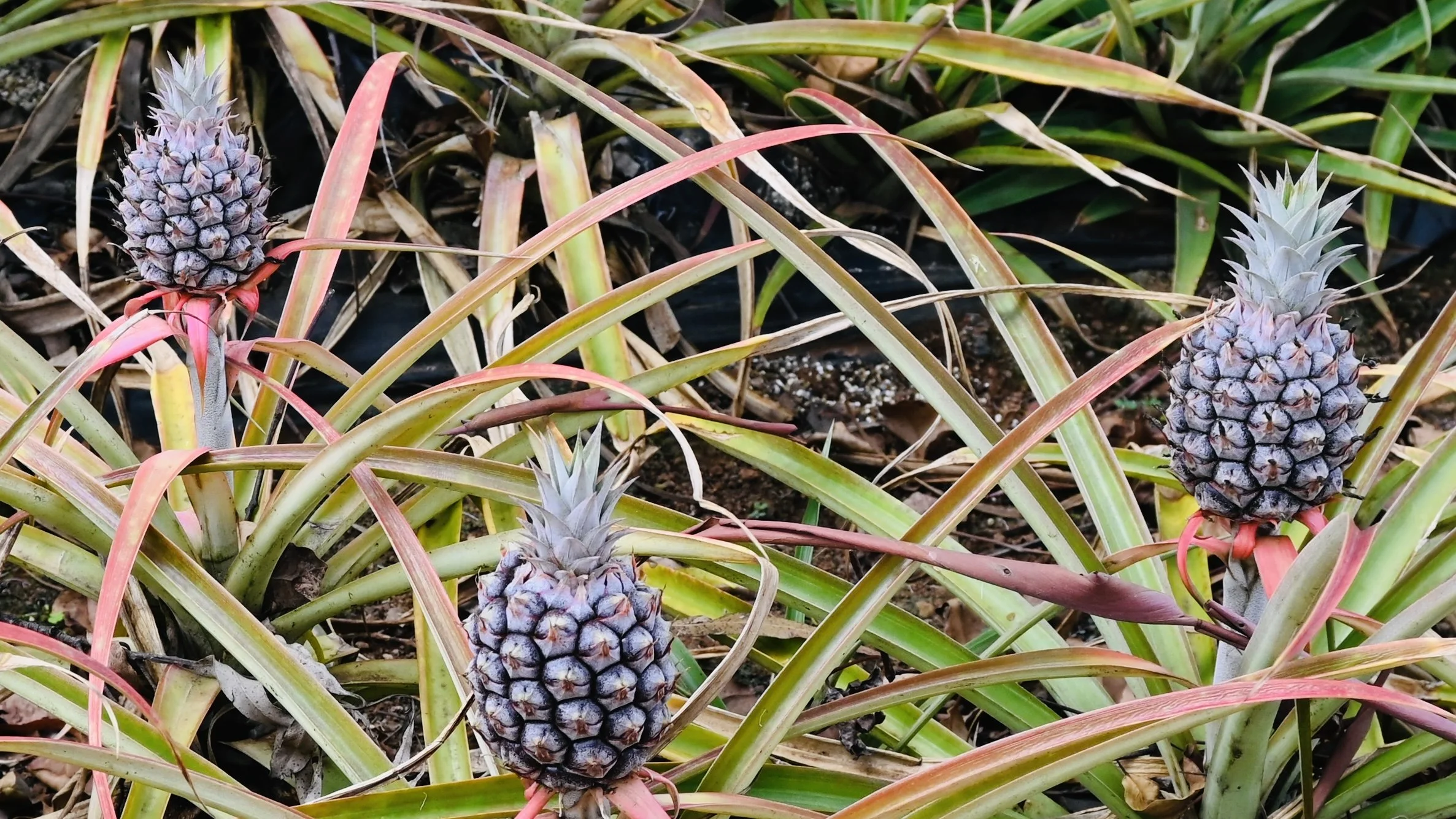 Oahu, Hawaii -  (27).JPG