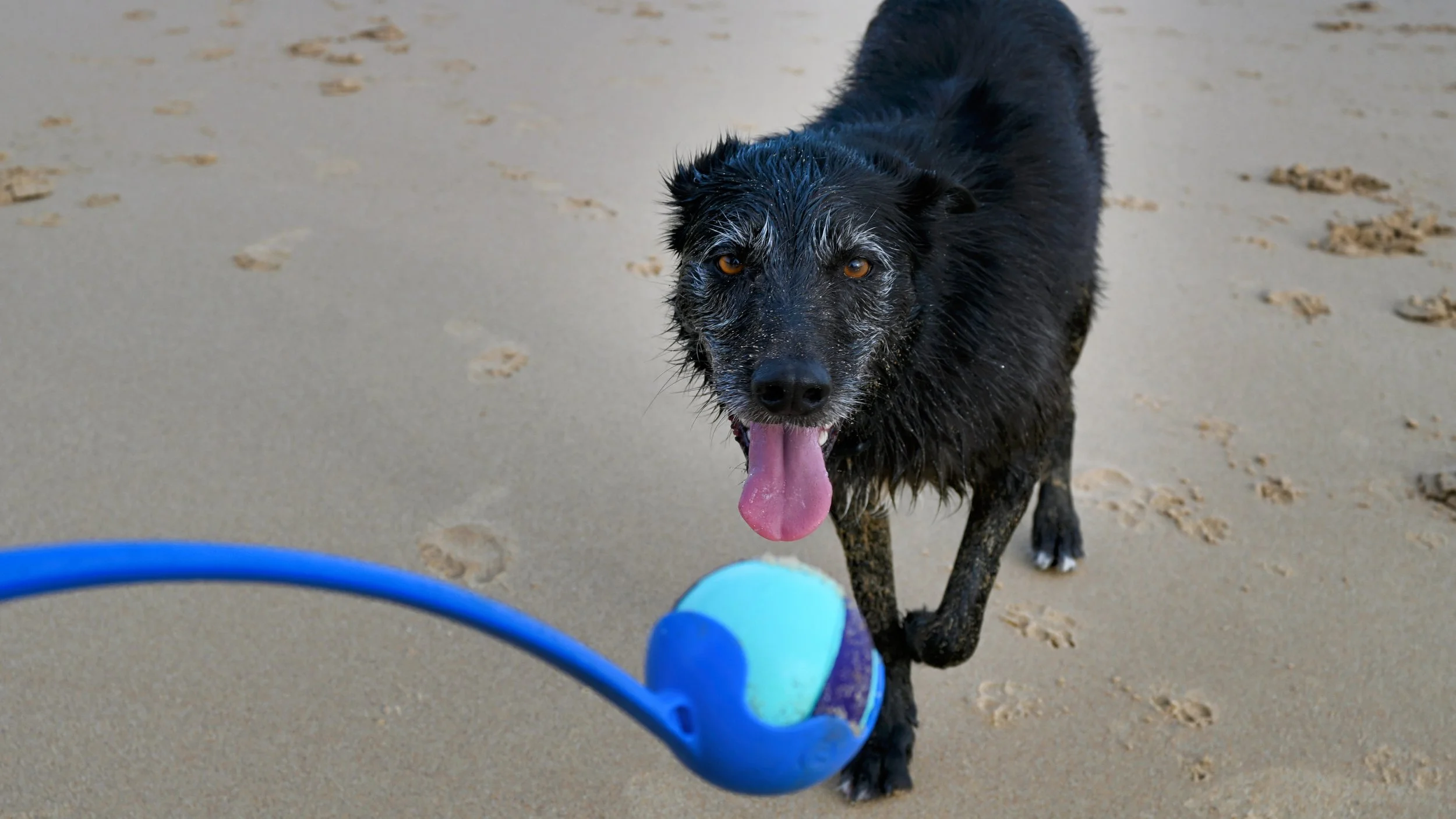 A black dog on a sandy beach with a ball and a blue toy in the foreground, looking at the camera with its tongue out.