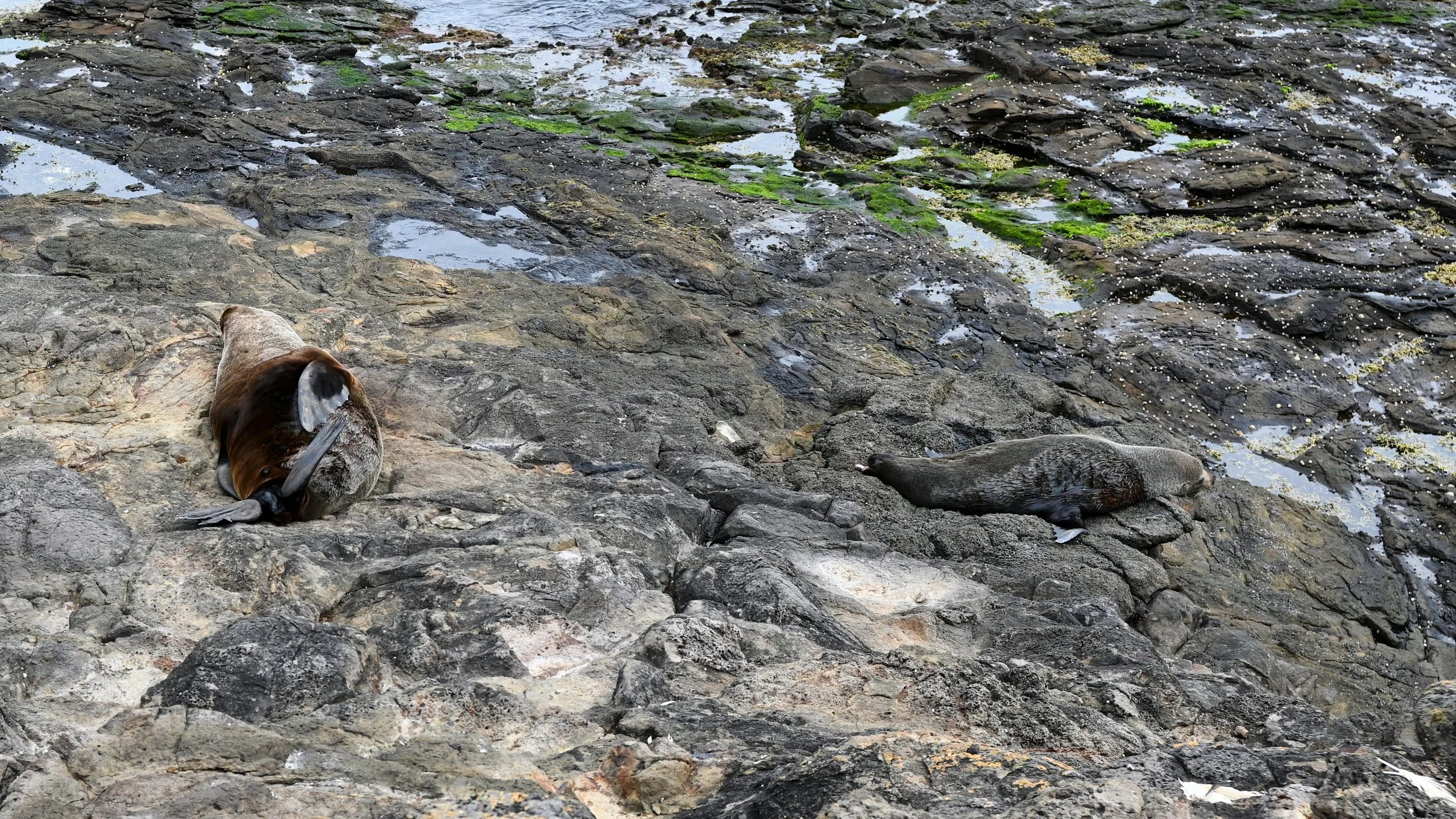 Two seals lying on a rocky shore with patches of water and green algae.