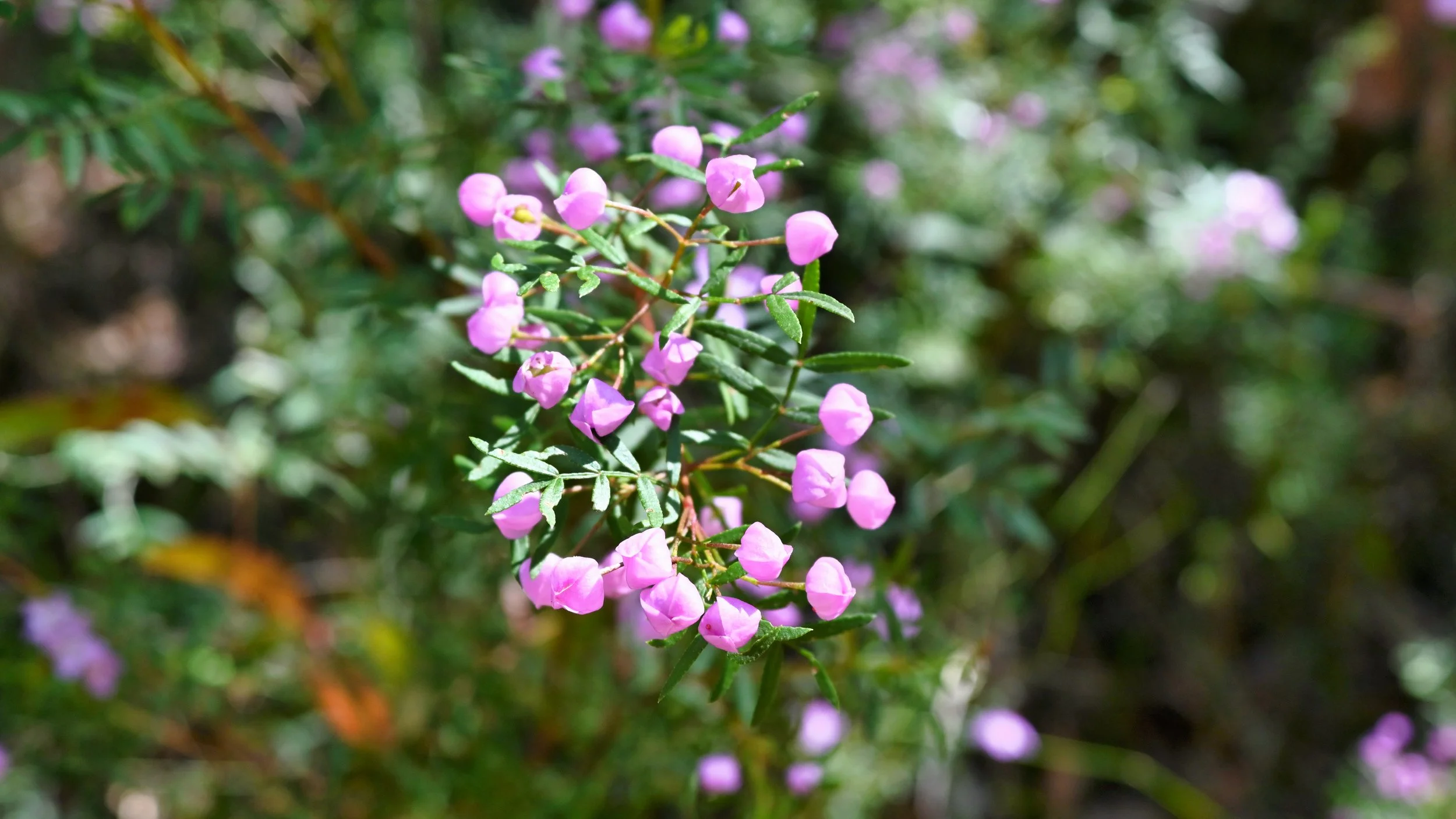 Close-up of small pink flowers blooming on green leafy shrub in natural outdoor setting.