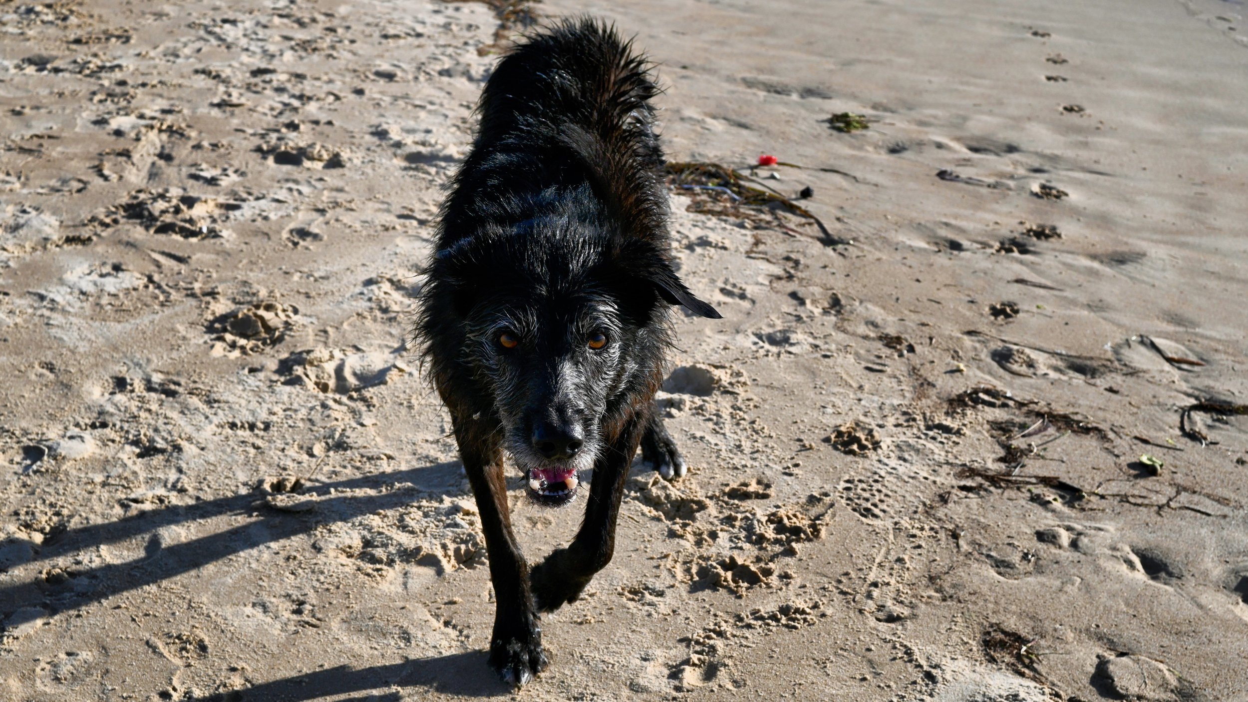 A wet black dog running on sandy beach with footprints and scattered seaweed.