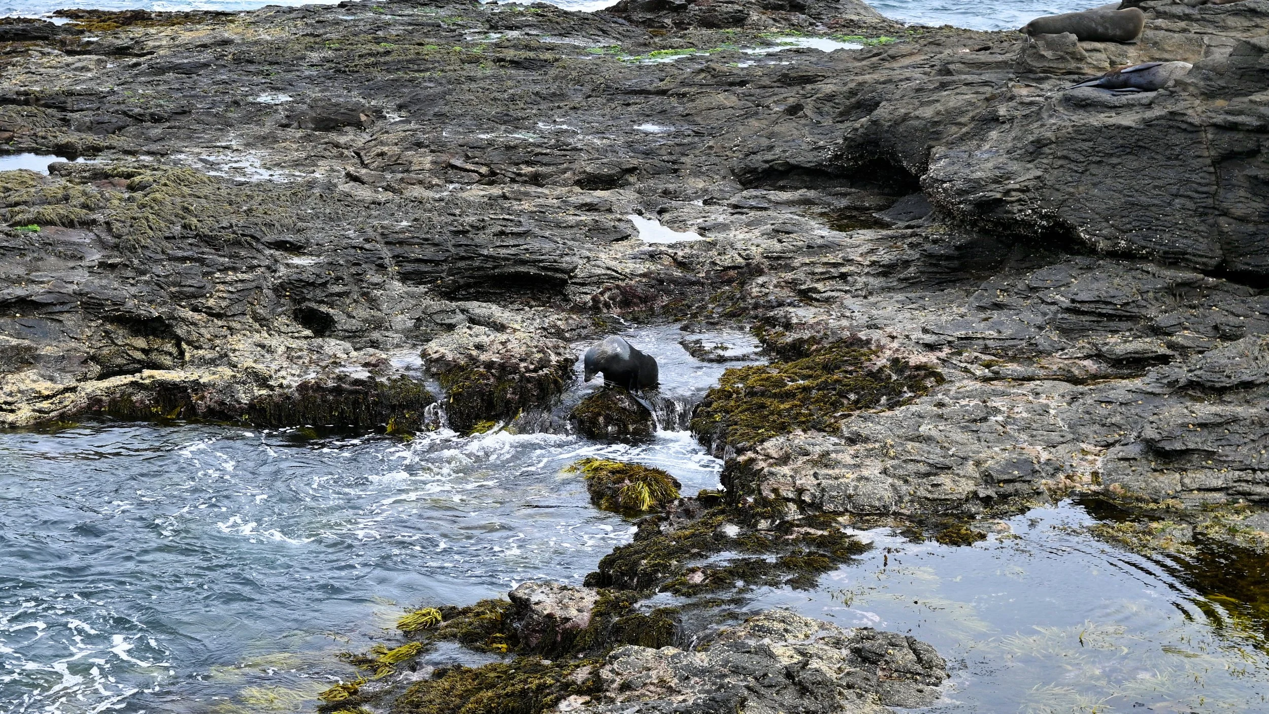 A black bird on rocky tide pool shoreline with algae-covered rocks and water.