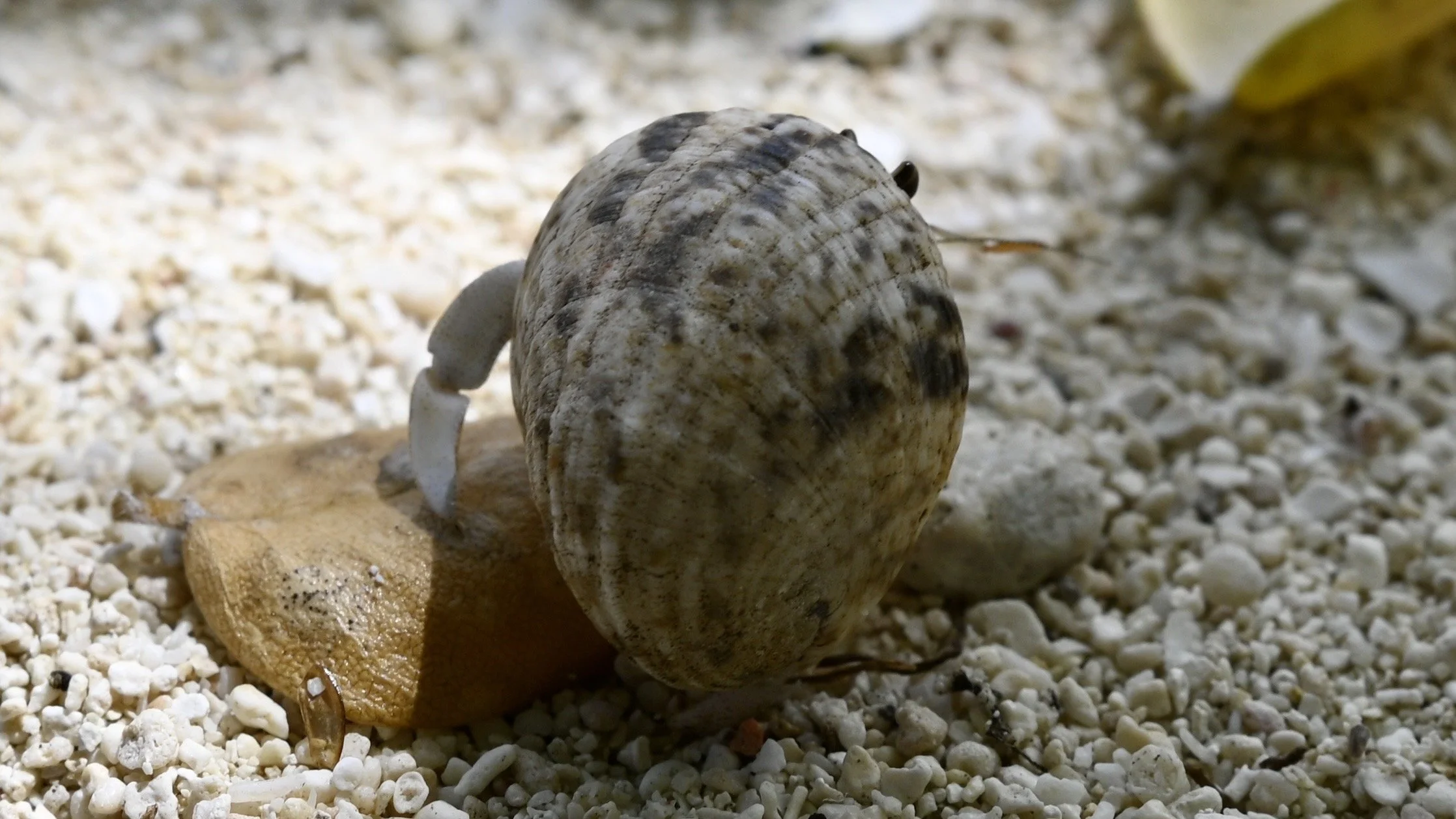 Mystery Island, Vanuatu -  (2).jpg