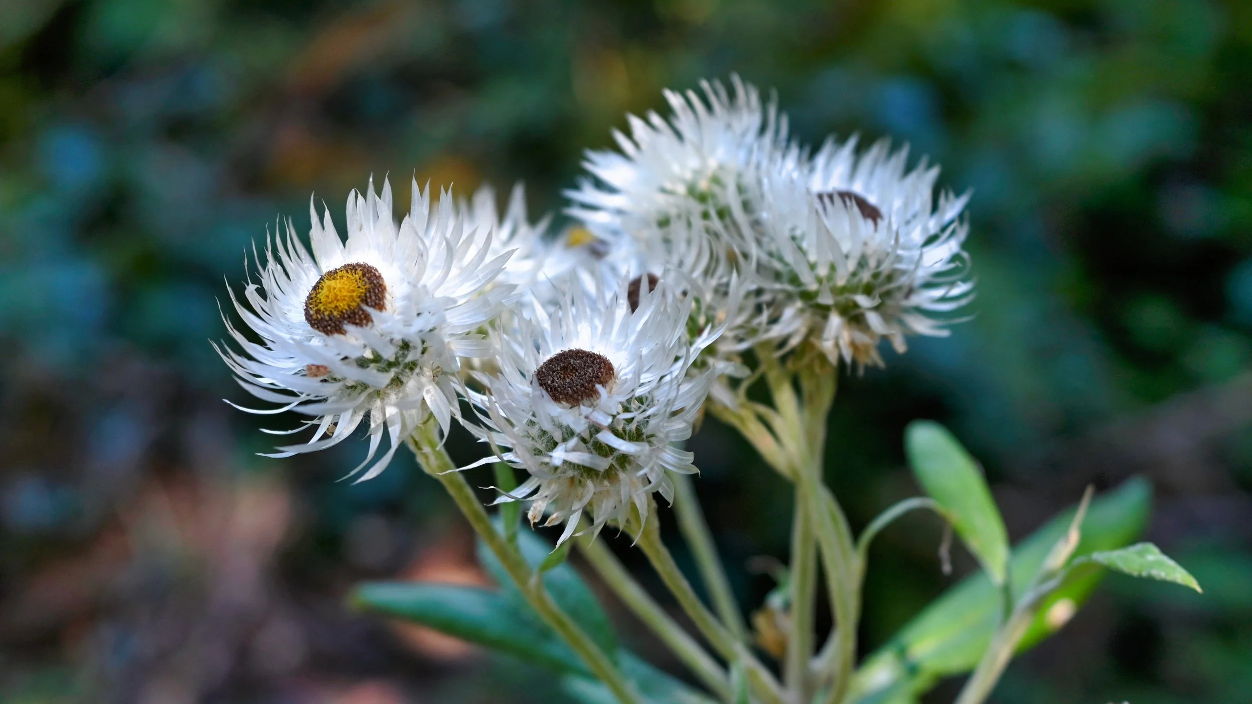 Close-up of white flowers with spiky petals and yellow-tipped centers, with a dark brown insect on one of the flowers, against a blurred green background.