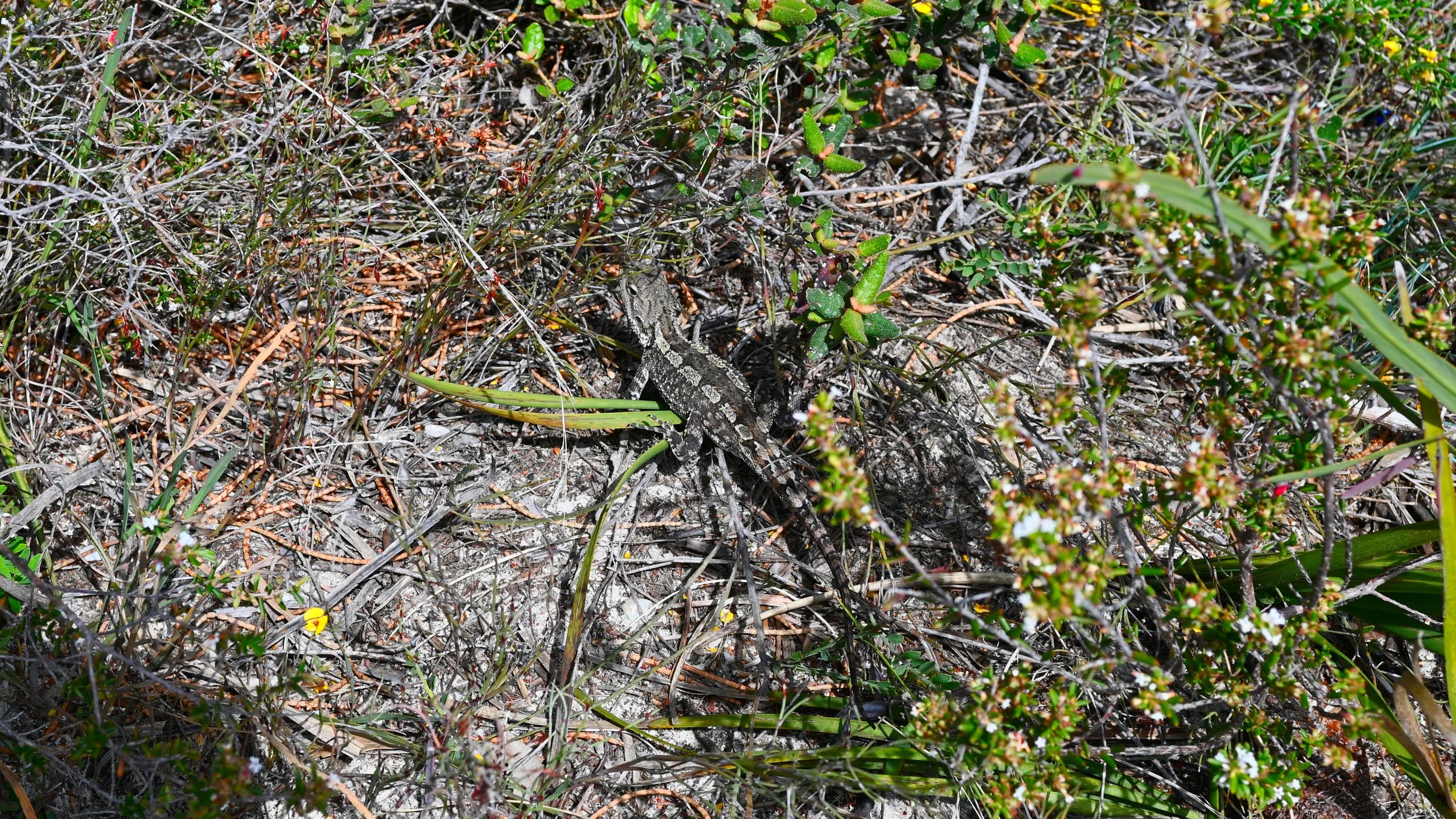 A lizard camouflaged on sandy ground amidst grass and small plants.