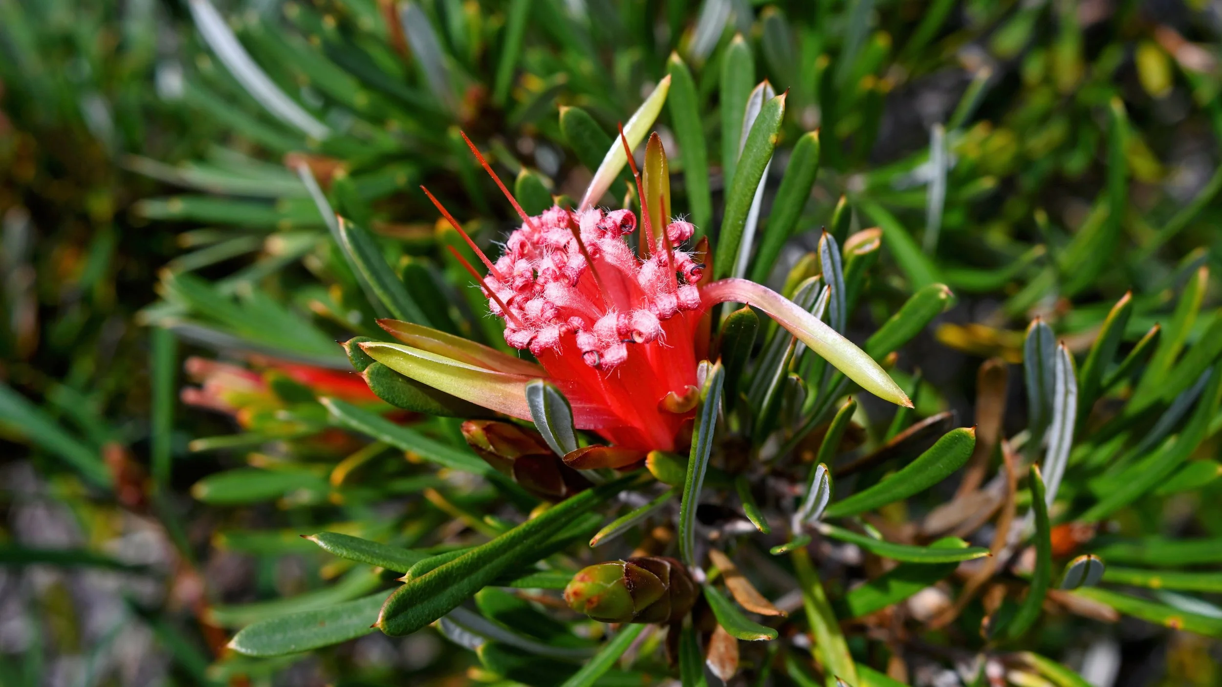 Close-up of a pinkish-red flower with long red stamens, surrounded by narrow green leaves in a garden or natural setting.