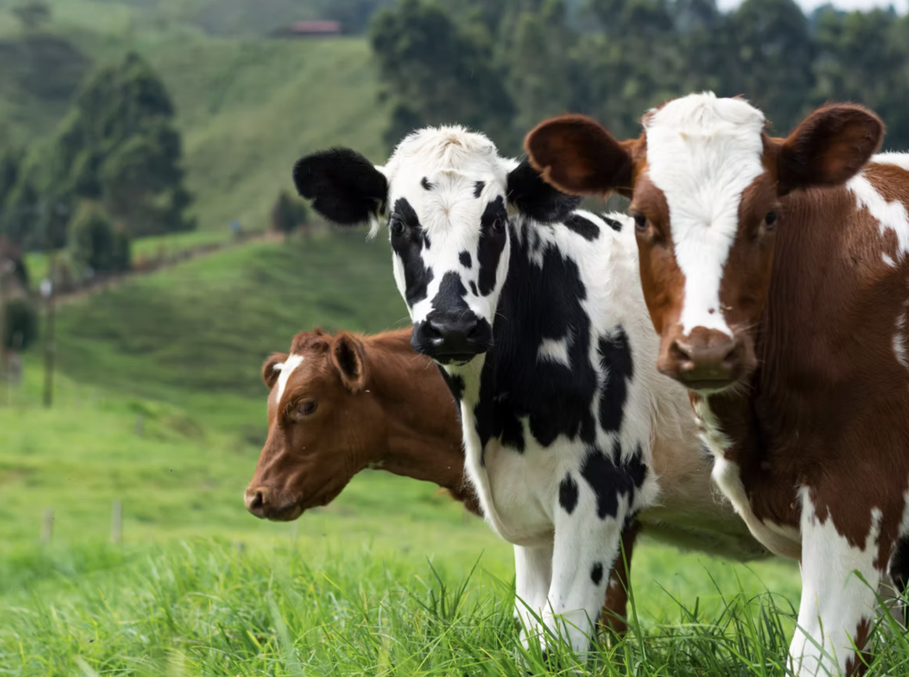 Stressfreier Fleischgenuss - der zarte Unterschied