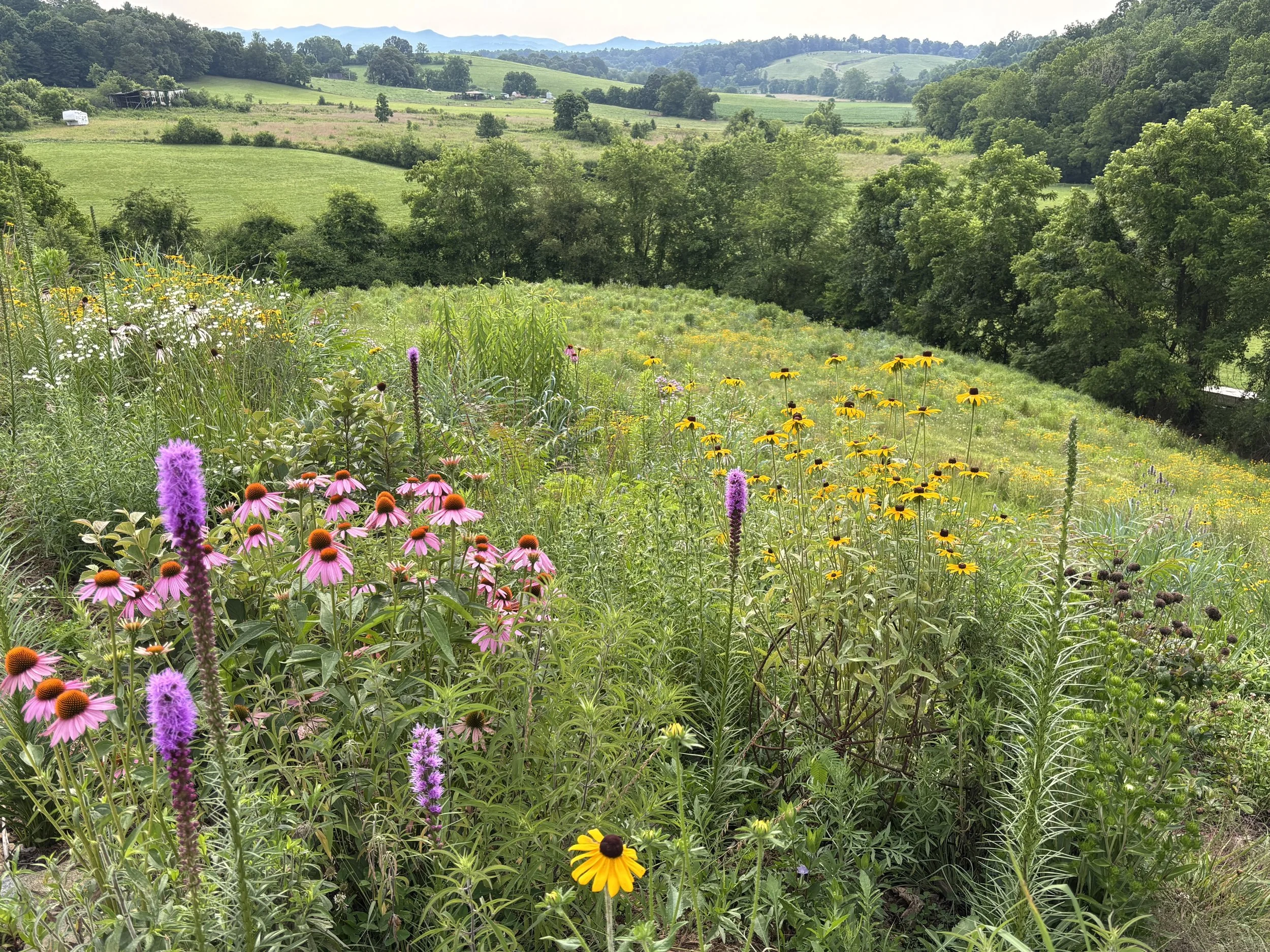 From Lawn to Meadow (Part II): Establishment, Maintenance & Long-Term Success with Nathan Buchanan