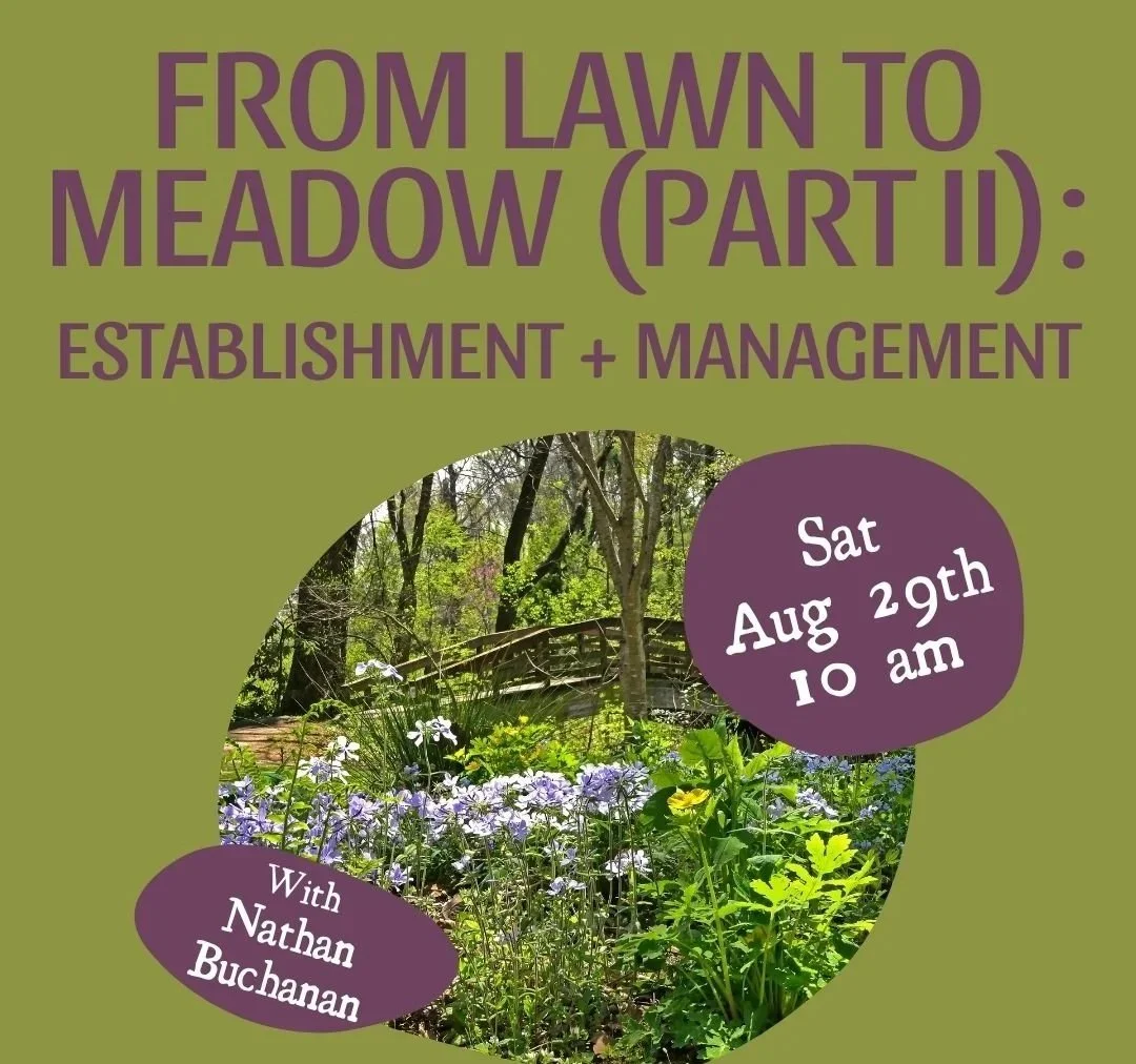 From Lawn to Meadow (Part II): Establishment, Maintenance &amp; Long-Term Success with Nathan Buchanan at Asheville Botanical Garden