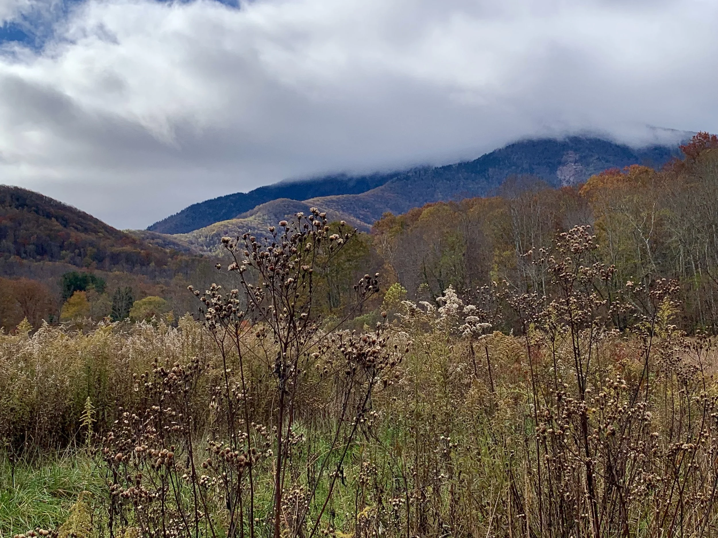 Volunteer at Bowditch Bottoms - Workday #1: Planting Prep Day