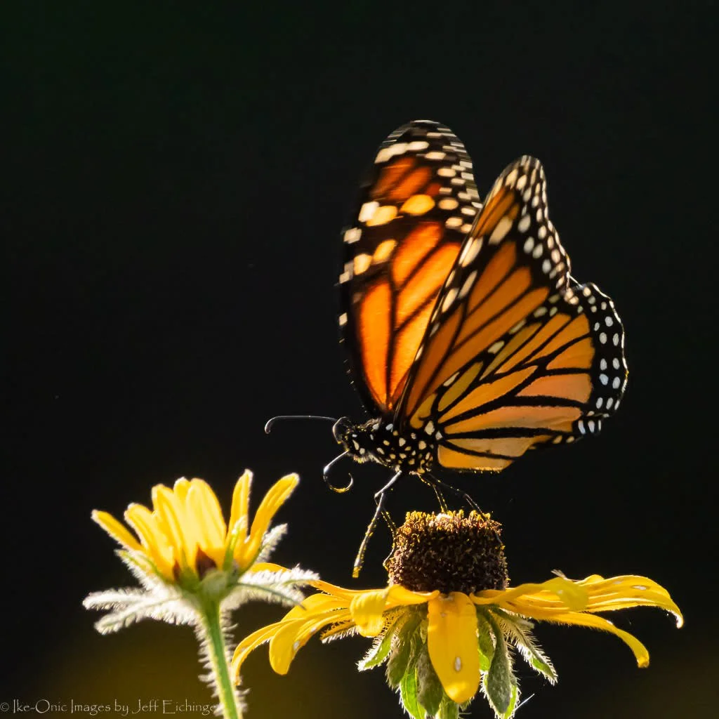 Photo Credit: Jeff Eichinger