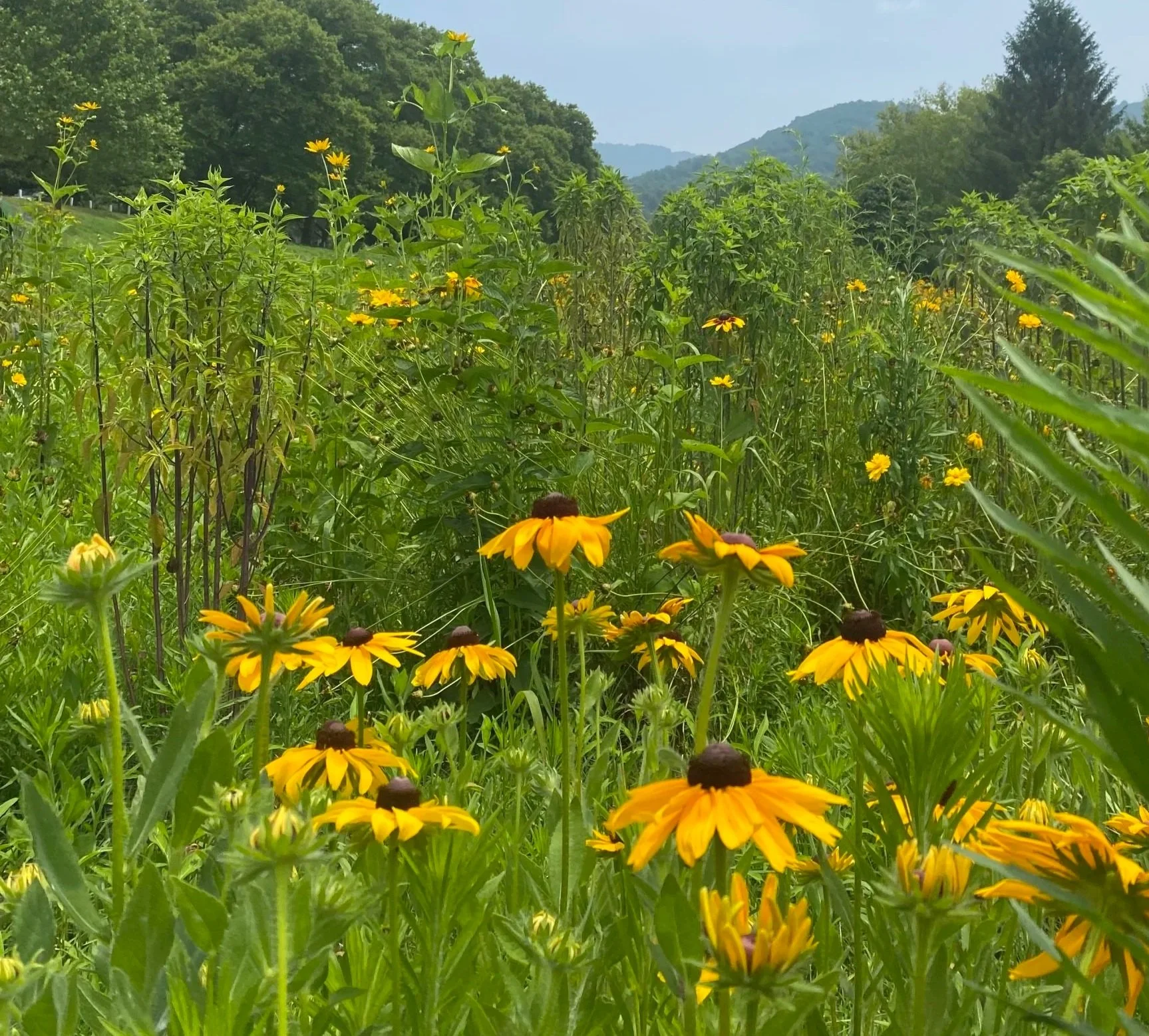 Meadows
